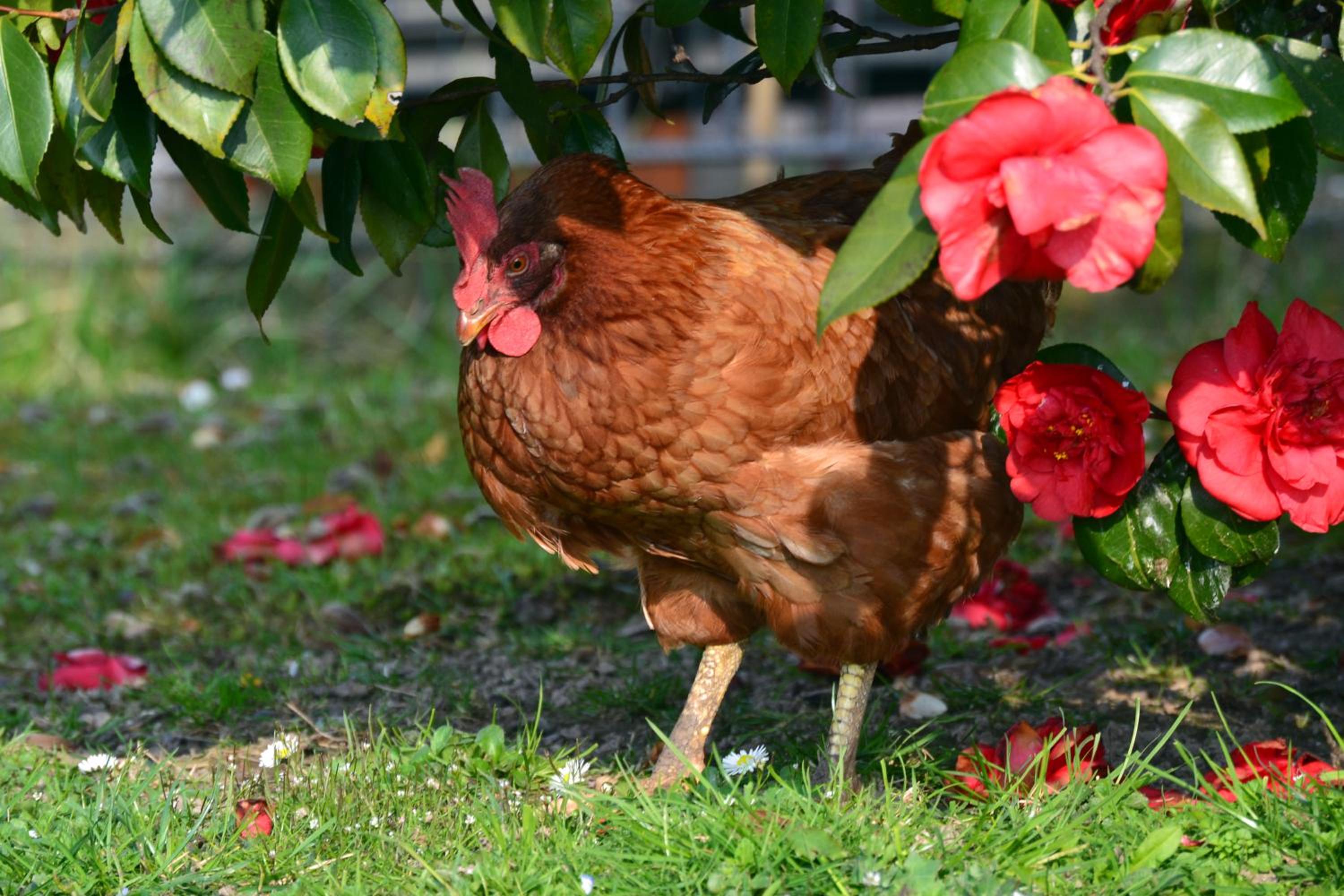 La Gallina