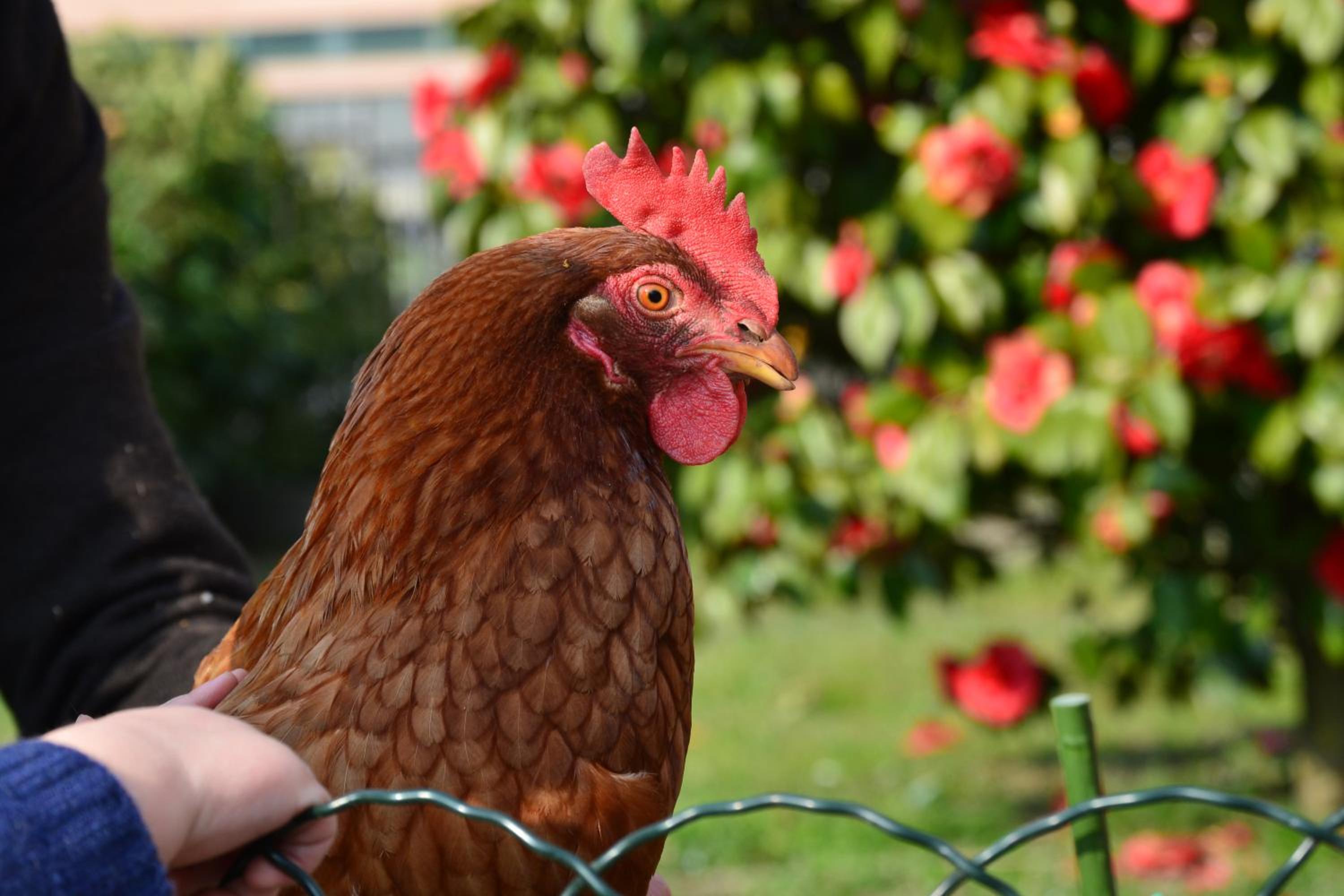 La Gallina