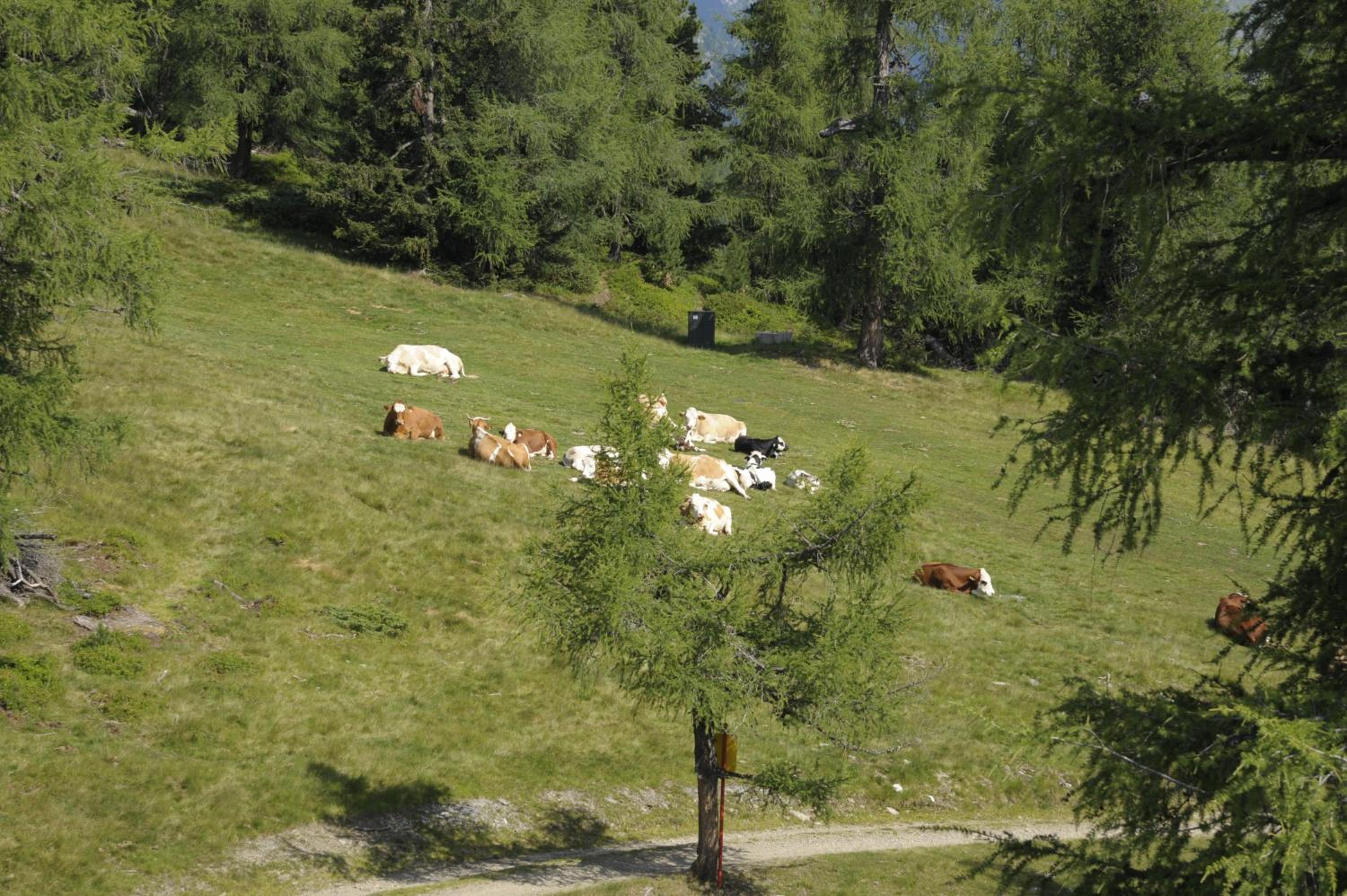 Chaletdorf-Fanningberg