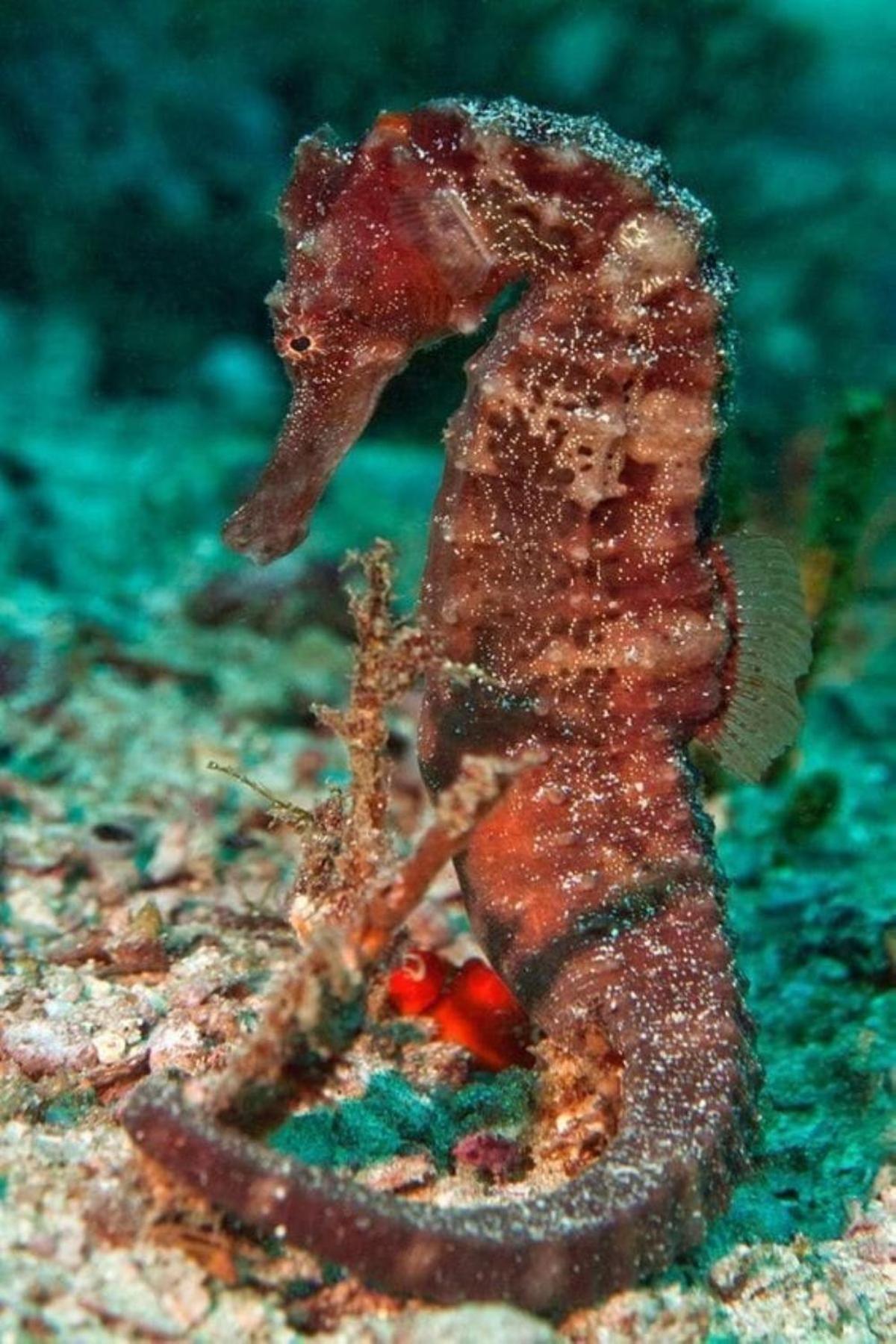 Paradise Raja Ampat