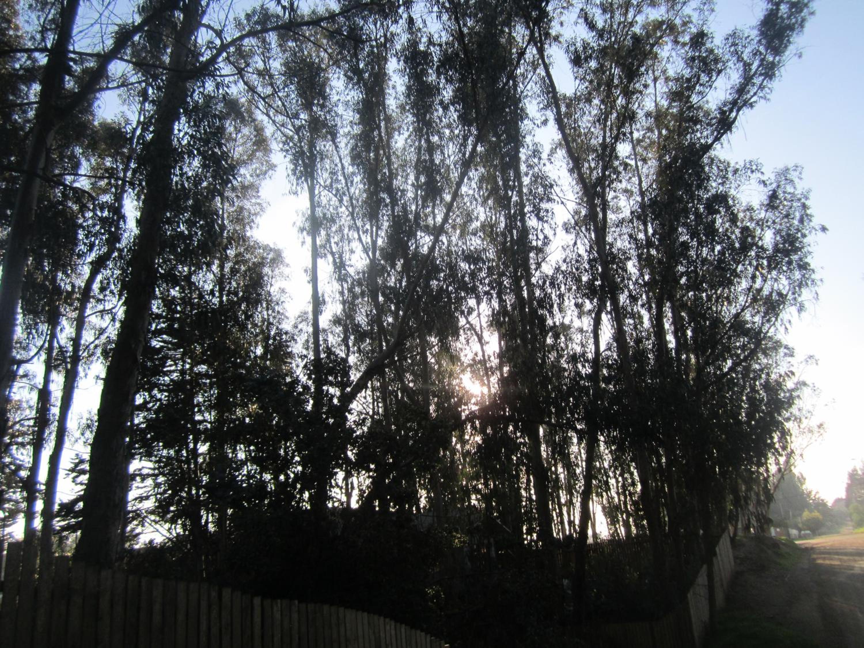 Cabañas Tu Bosque, photo 16