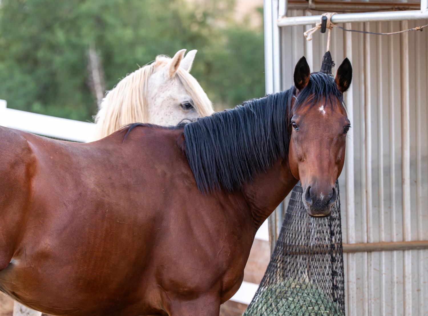 Villa on 5 Acre Vineyard Equestrian Estate, Pool & Hot tub, Events