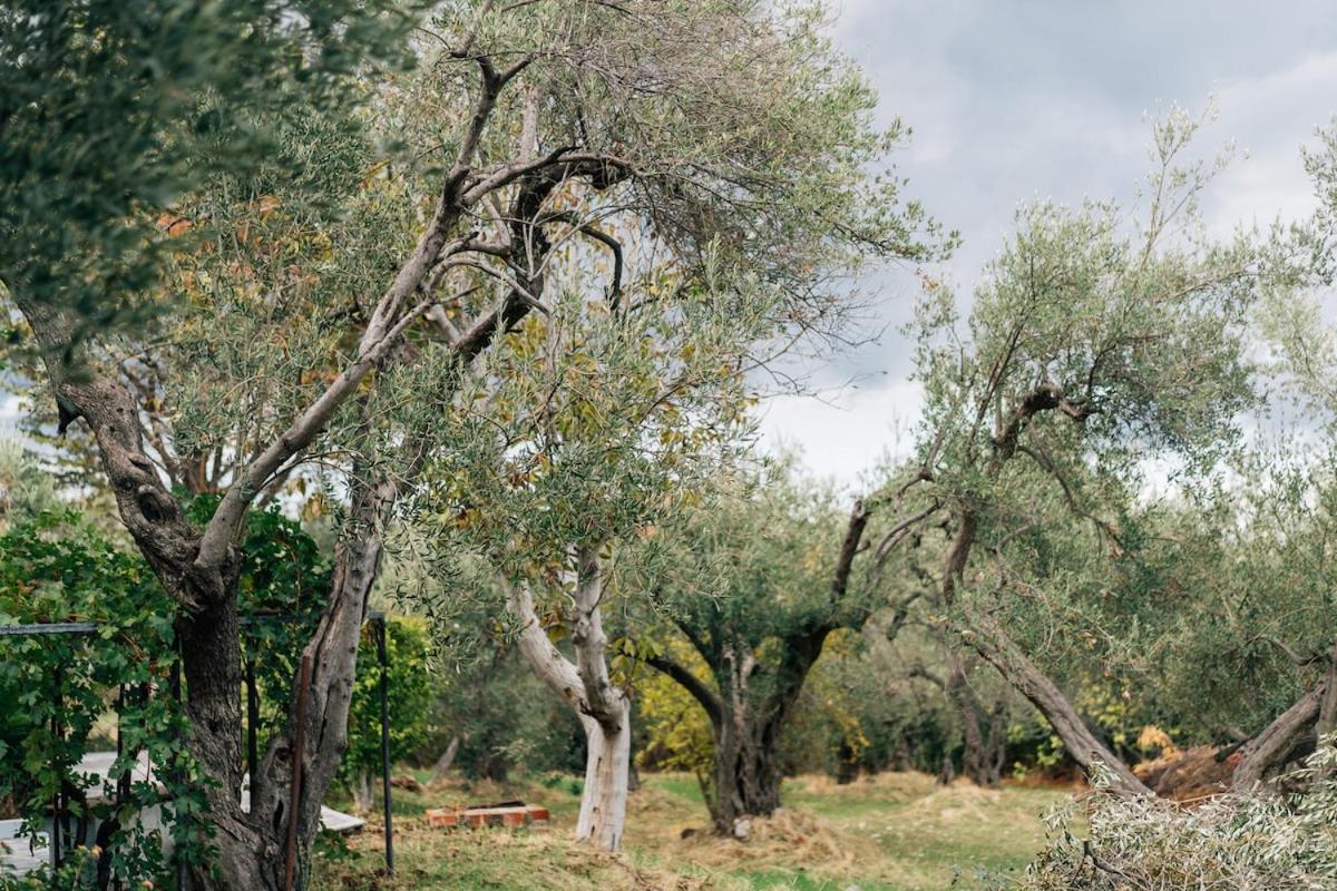 Olive Grove Retreat