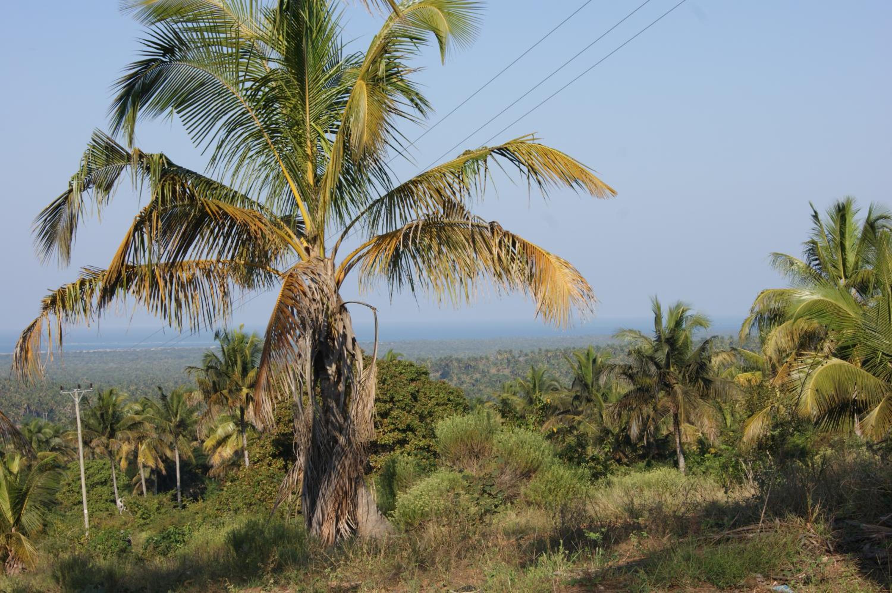 Pura Vida Lodge
