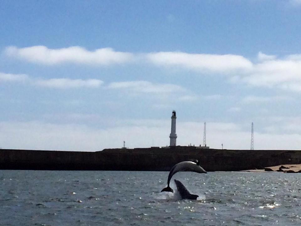 Aberdeen Lighthouse Cottages - coastal, dolphins