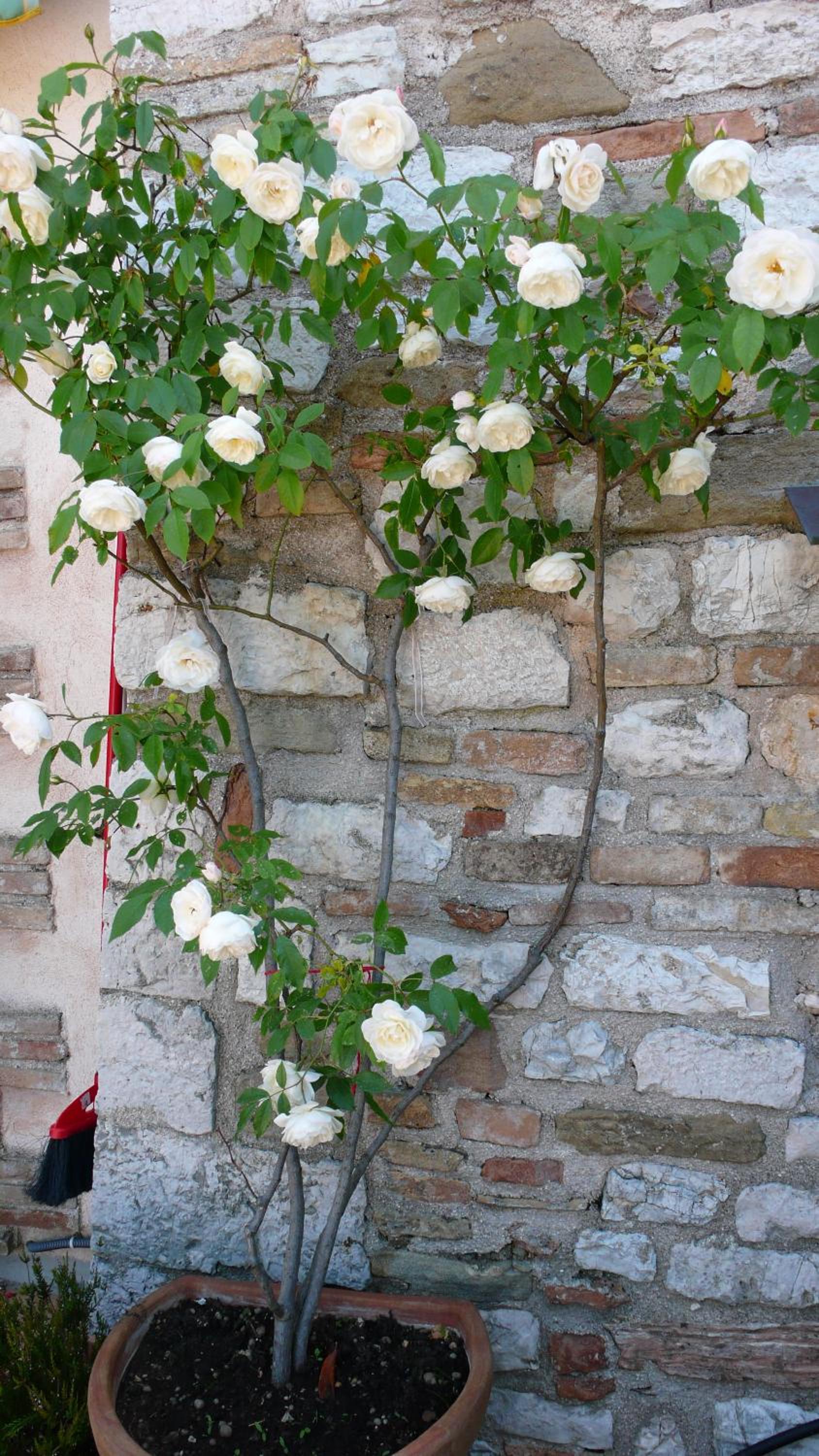 Romantico B&B