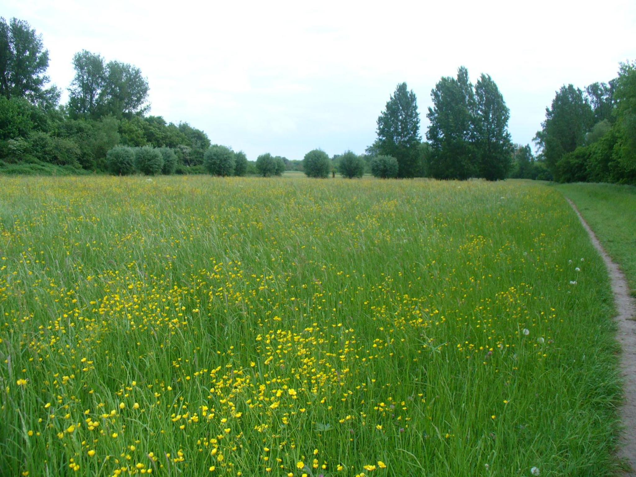 Ferienwohnung Rheinaue