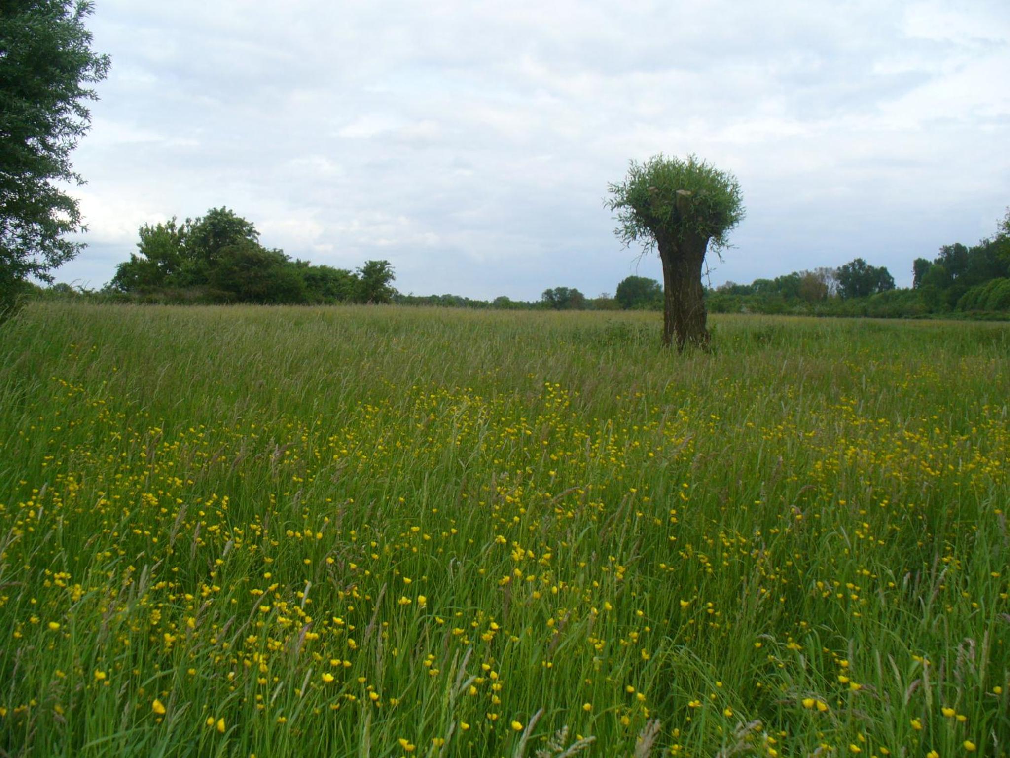 Ferienwohnung Rheinaue