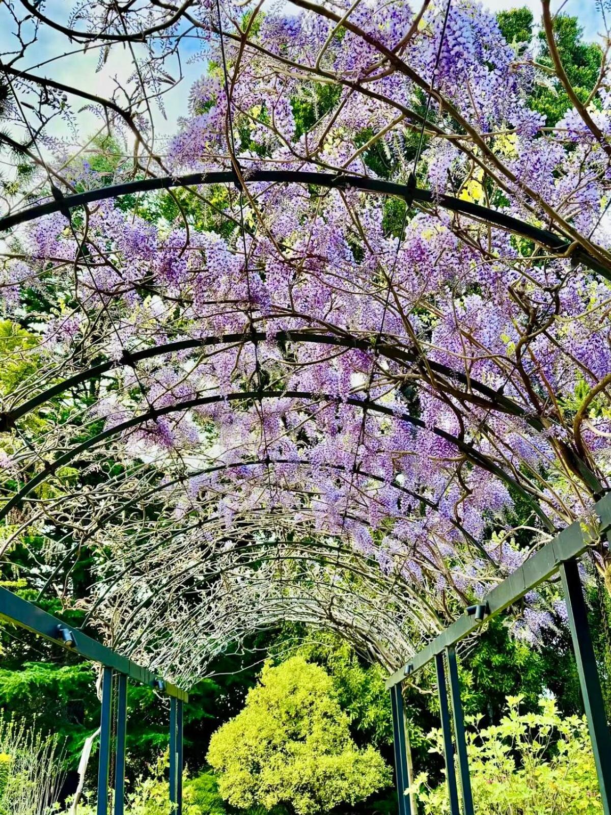 Paris in East Melbourne