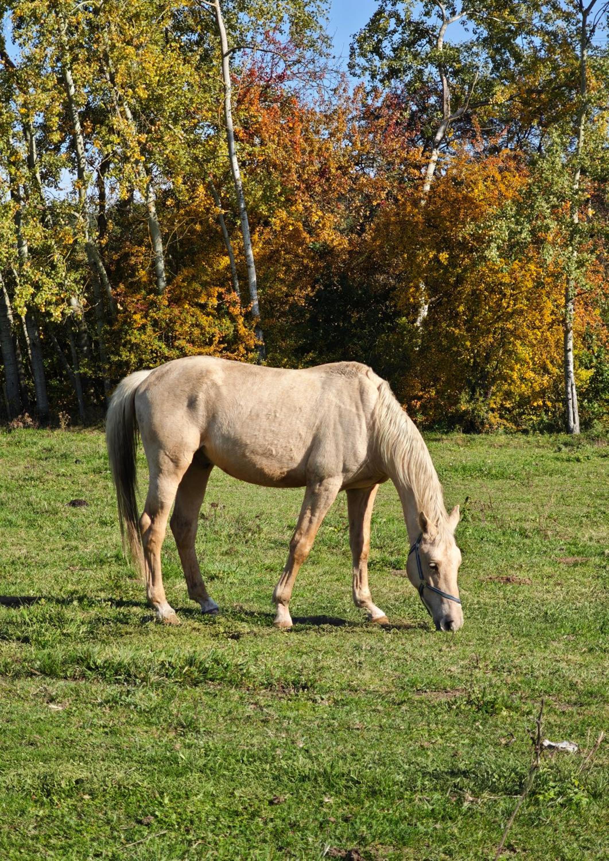 Na Samotě u tratě