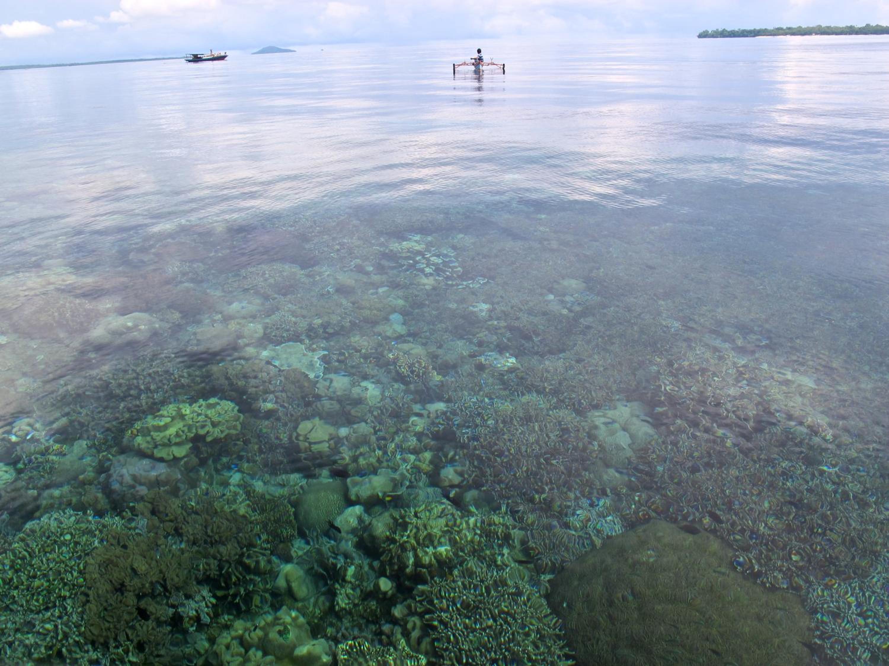 Bunaken Cha Cha Nature Resort view 5