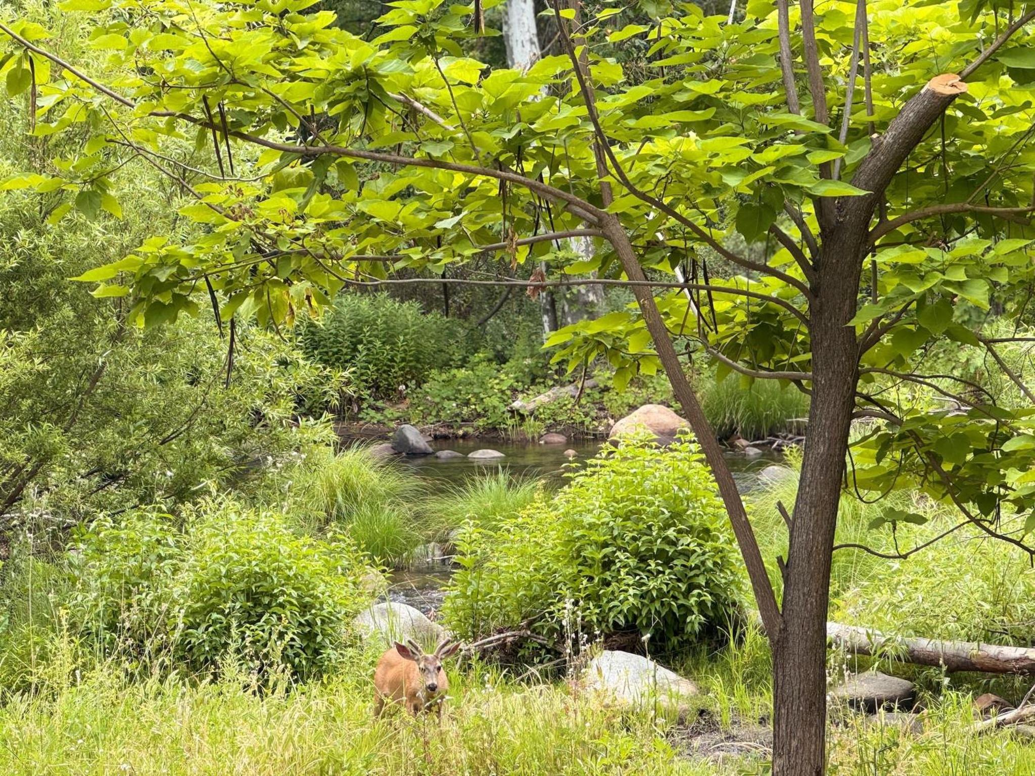 Sequoia Vintage A-frame River Retreat