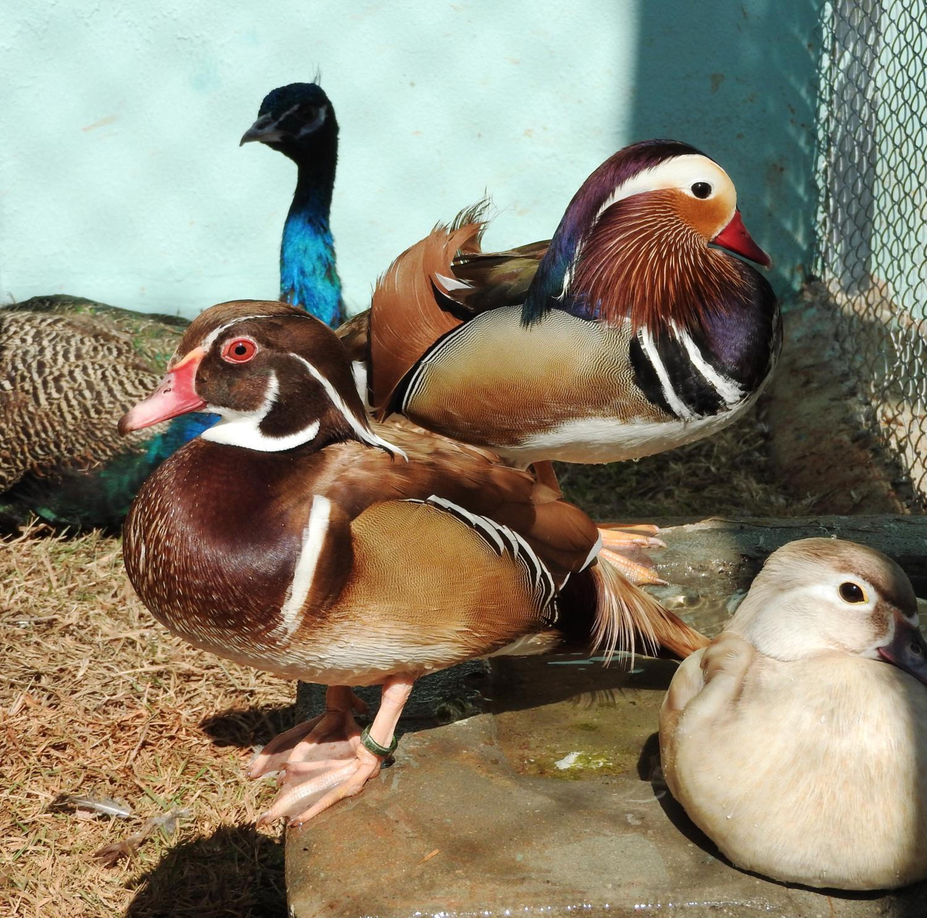 Pousada Famiglia Barthô