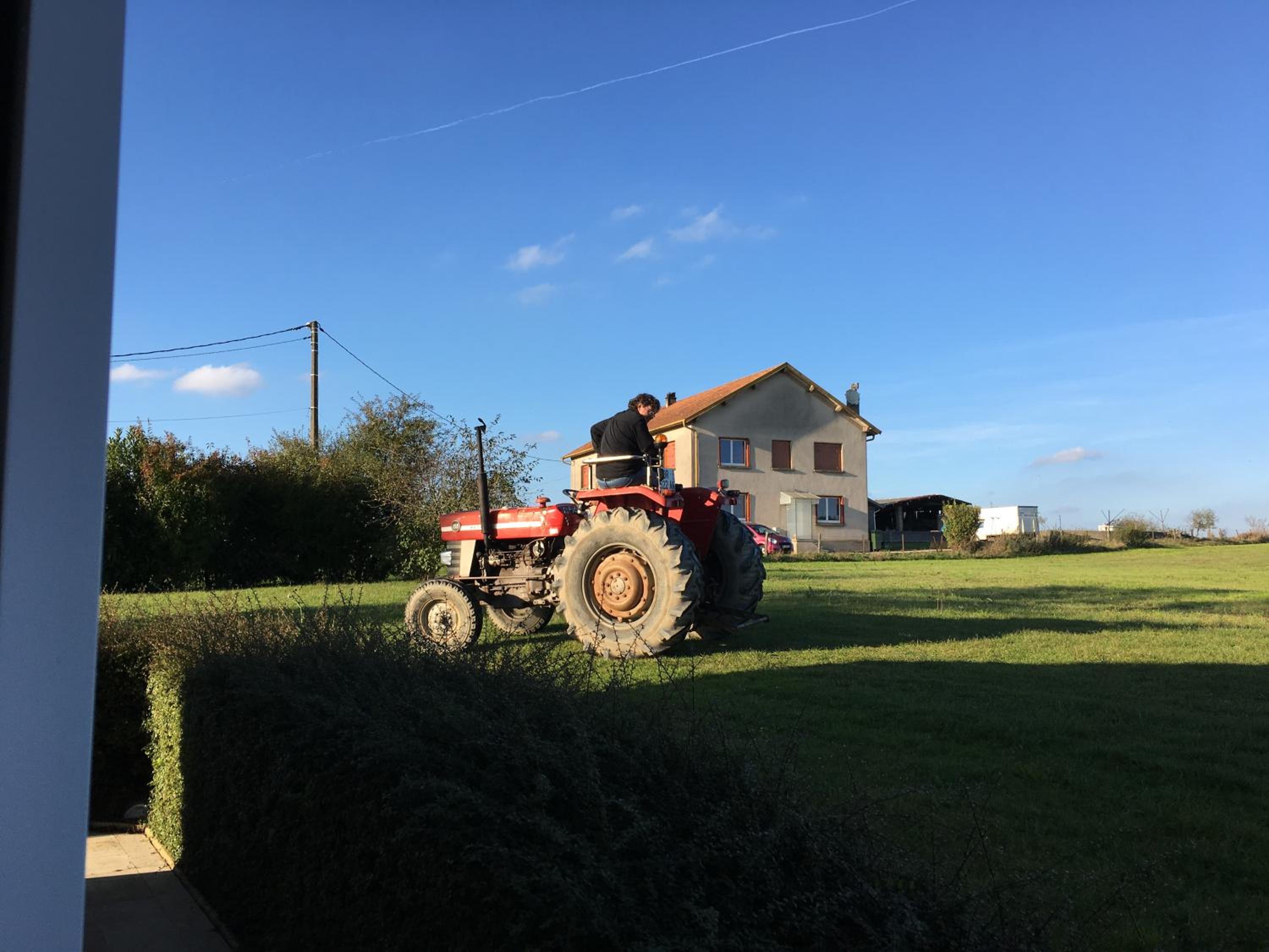 Les mirabelliers