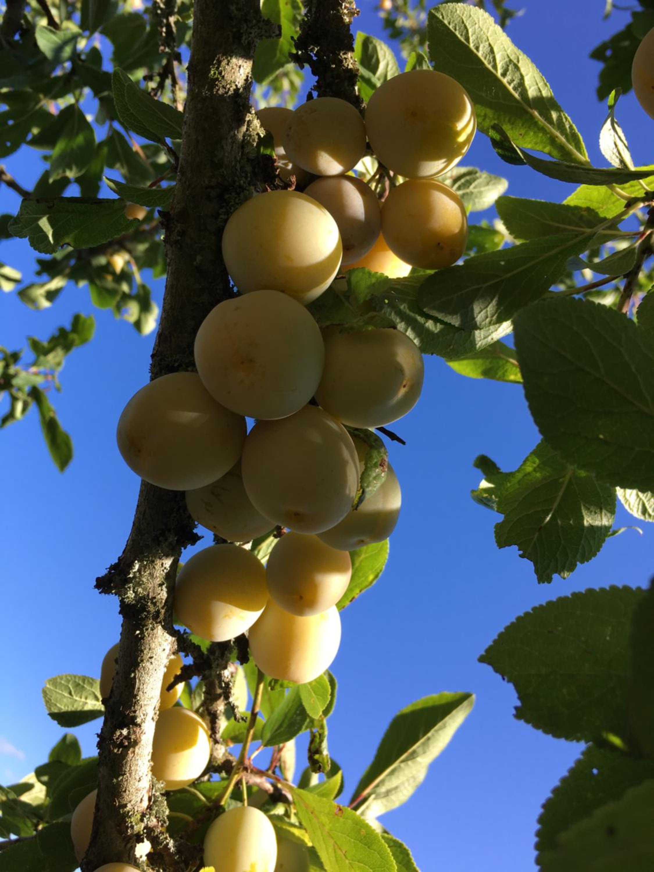 Les mirabelliers