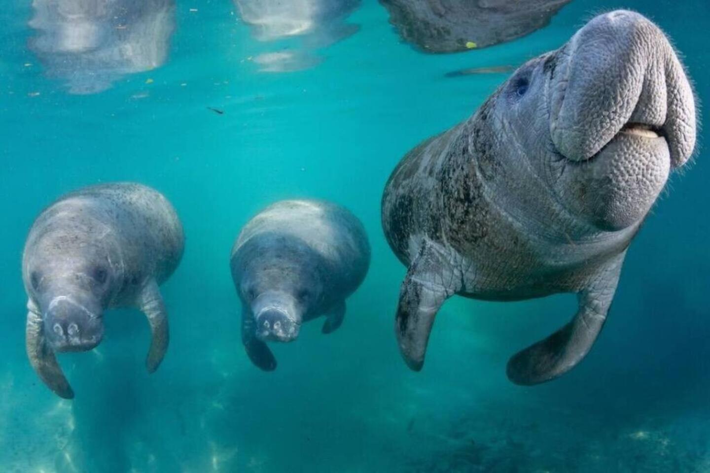 The Happy Haven - Near Manatee Tours - Pet Friendly