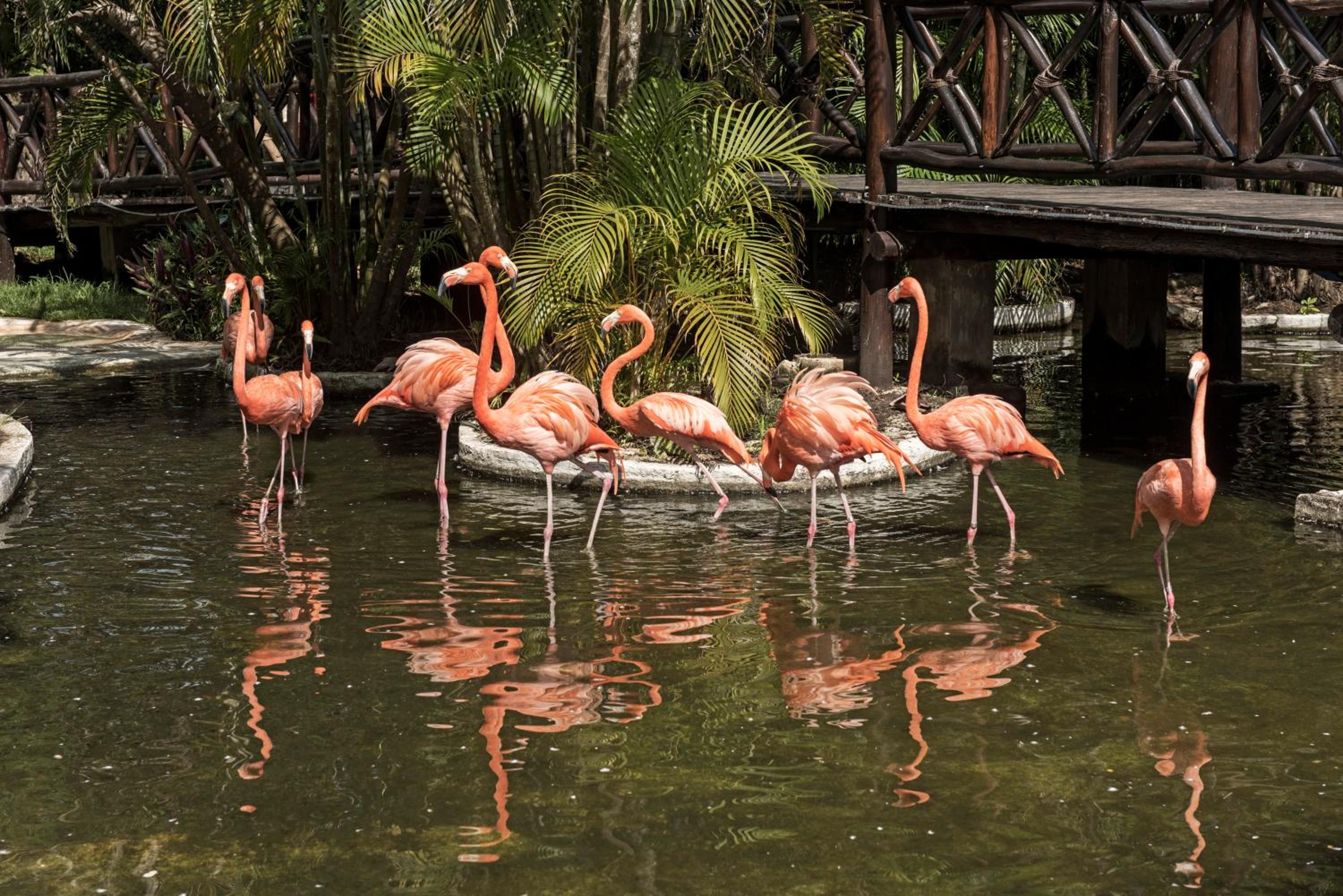 Iberostar Waves Cozumel - All Inclusive - Property Image 33