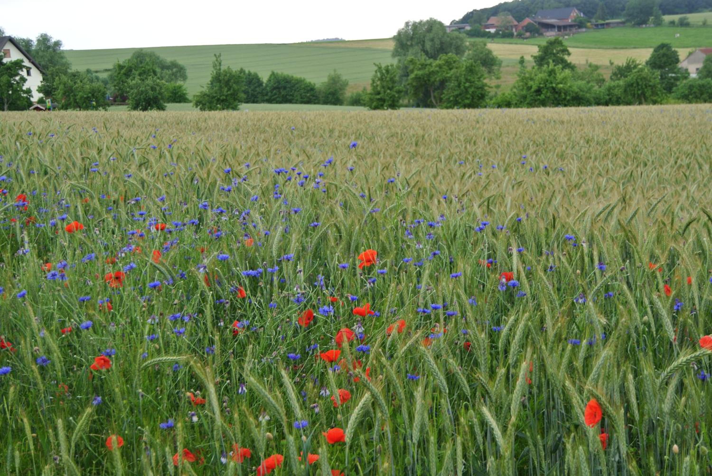 Ruheparadies Im Windfeld