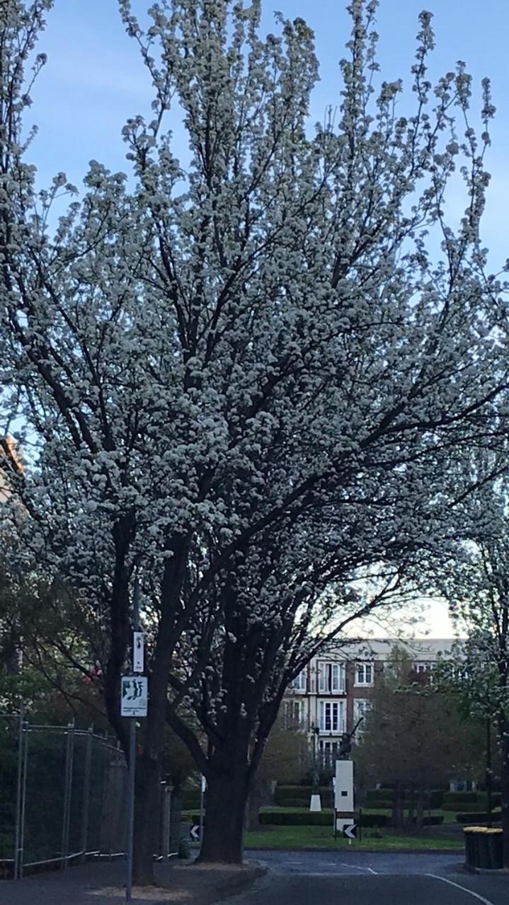 Paris in East Melbourne