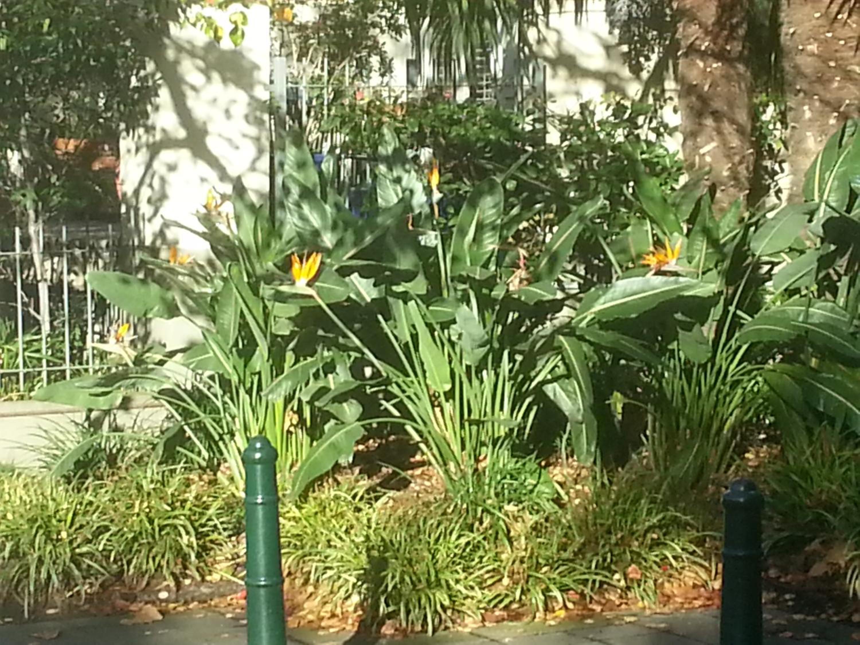 Paris in East Melbourne