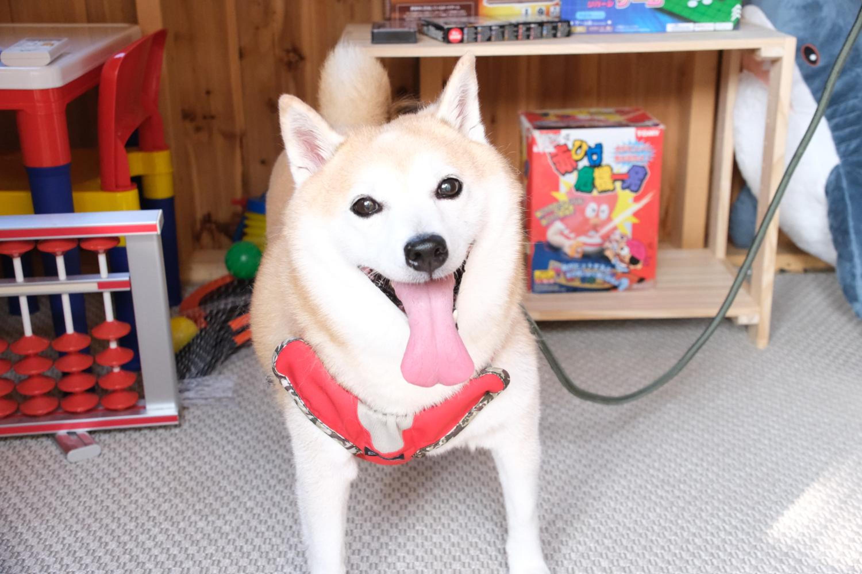 イヌサウナリゾート伊豆白浜 愛犬と焚火とバレルサウナの暖かいヴィラ