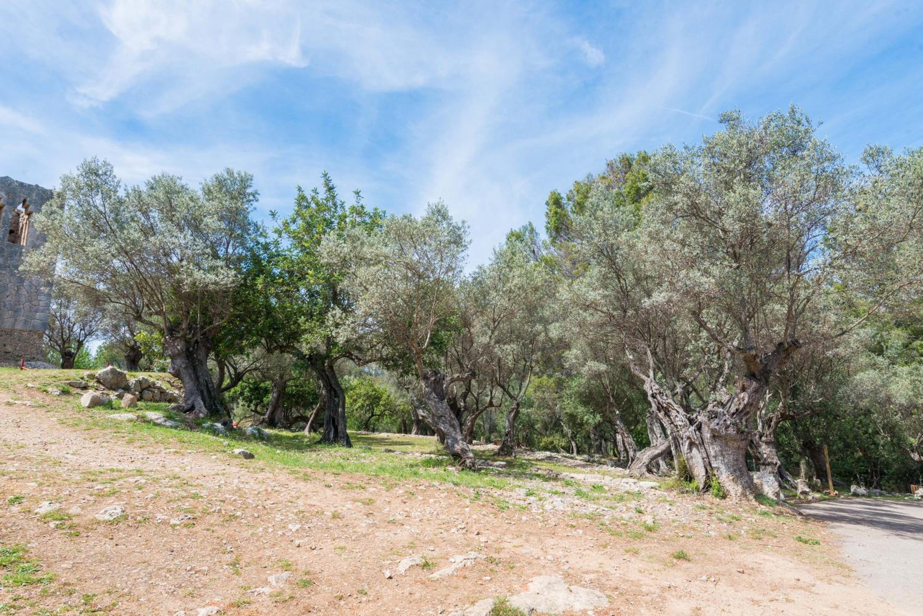 Sa Garriga De Can Barratot