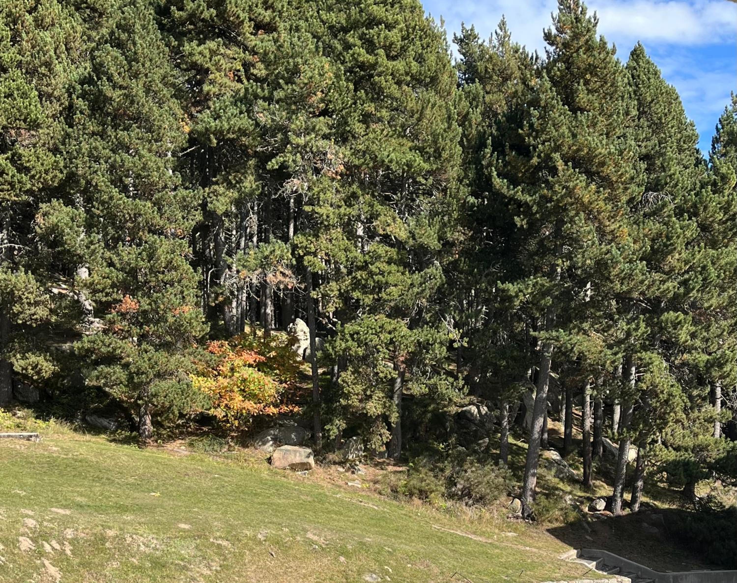 A l'orée des bois