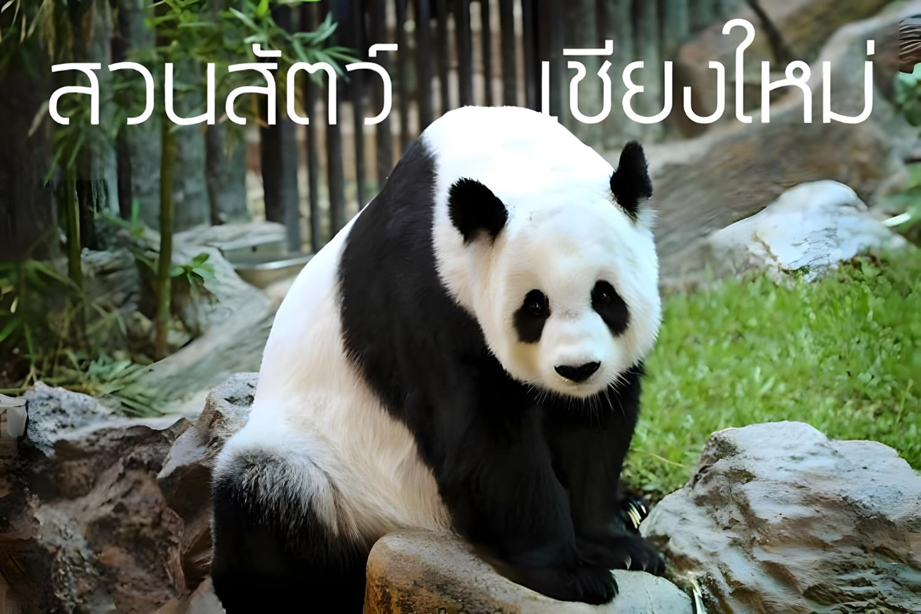 xx GO INN Chiang Mai University CMU - โกอินน์ เชียงใหม่