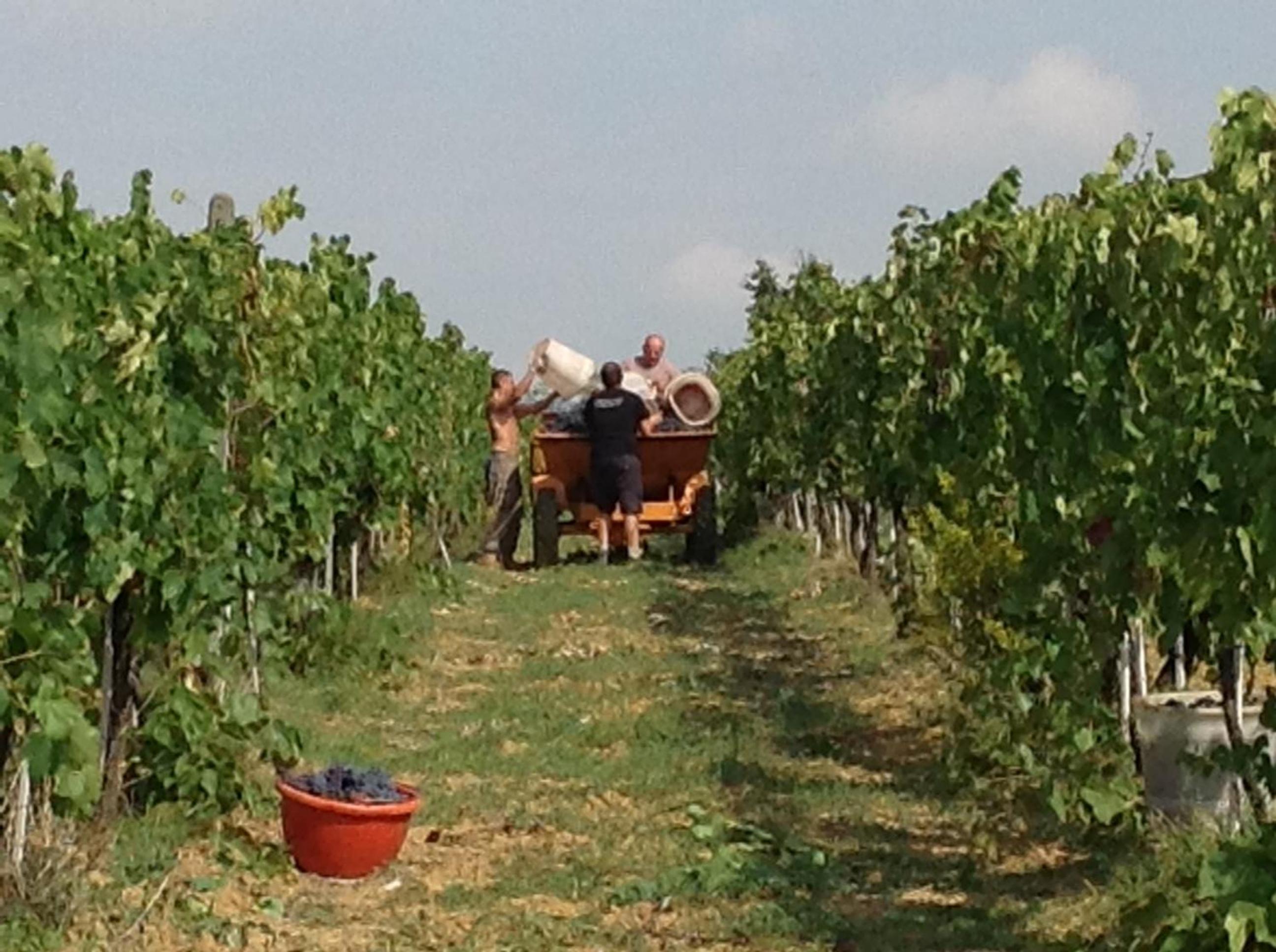 Agriturismo Le Baccane