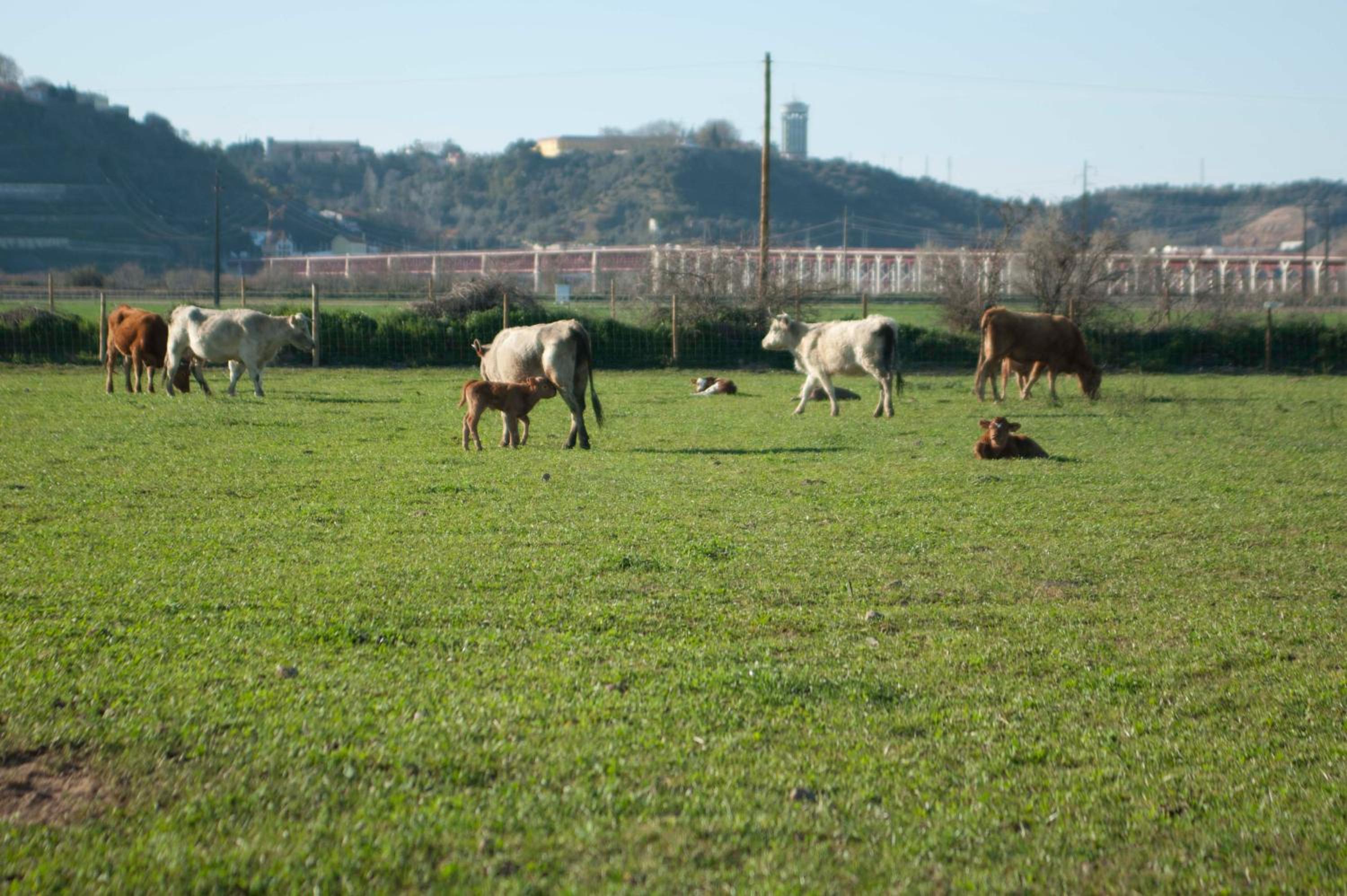 Quinta da Gafaria