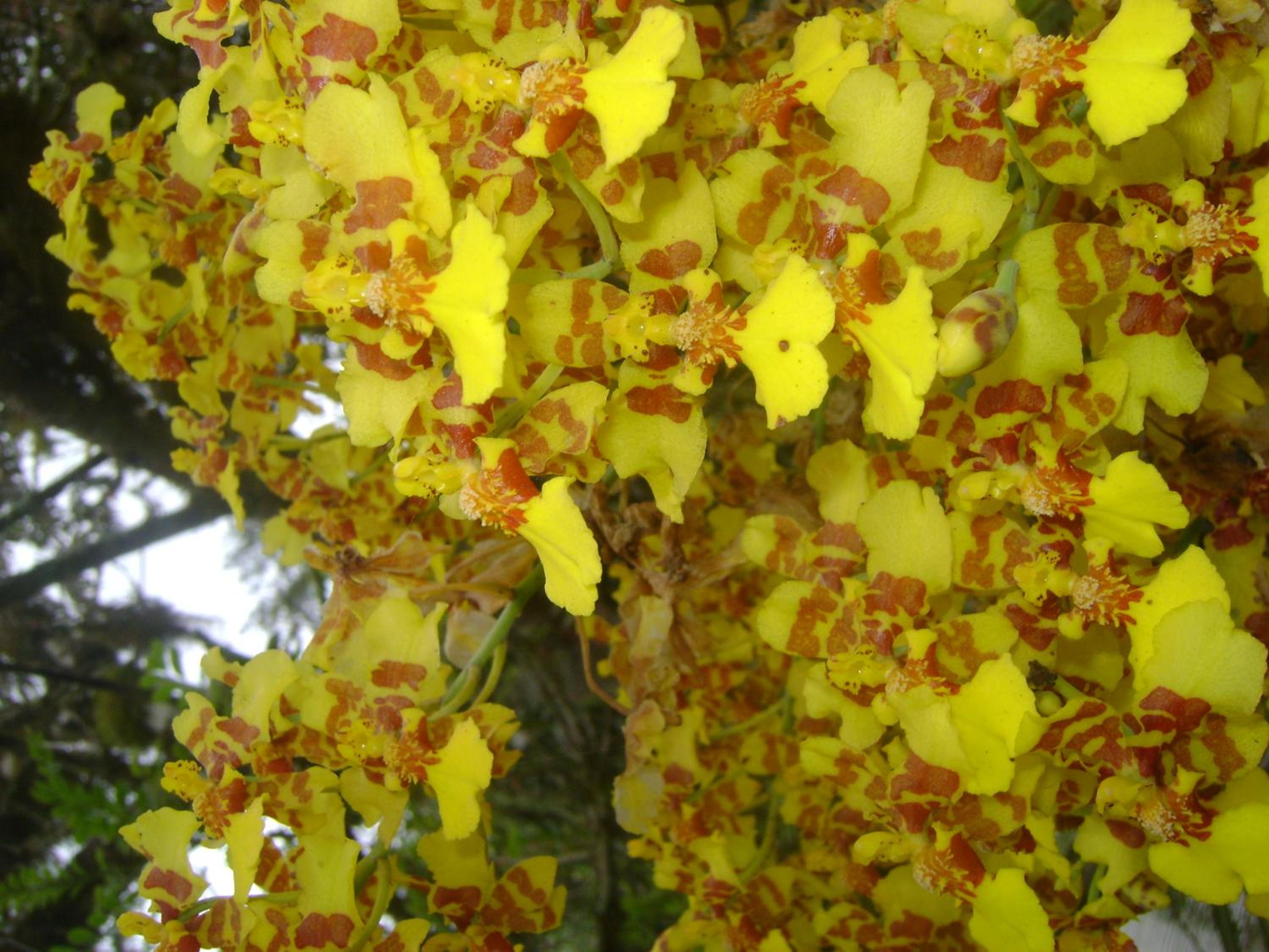 Hosteria Florecer, photo 88