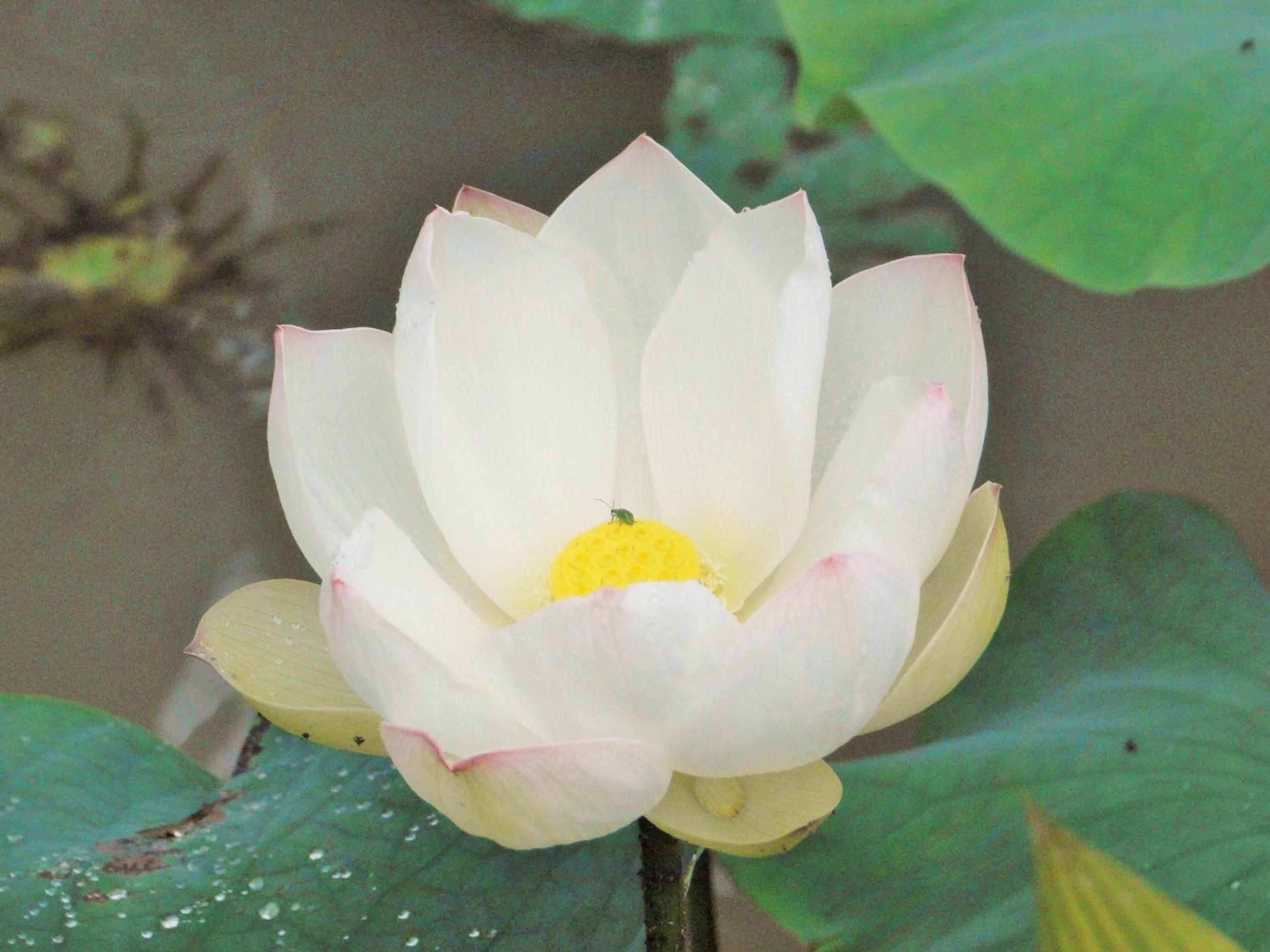 Hosteria Florecer, photo 98
