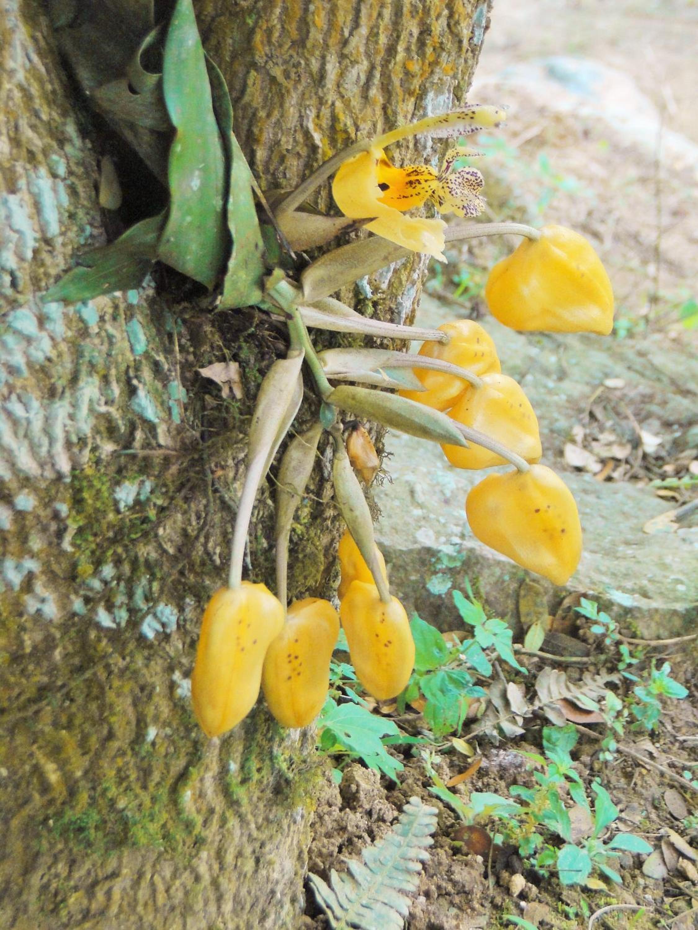 Hosteria Florecer, photo 11