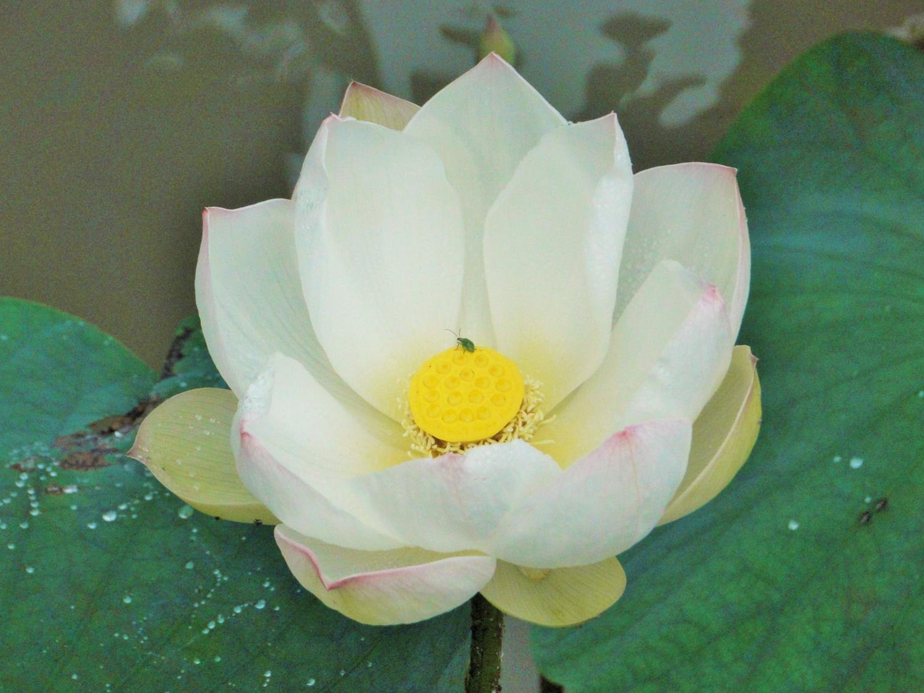 Hosteria Florecer, photo 29
