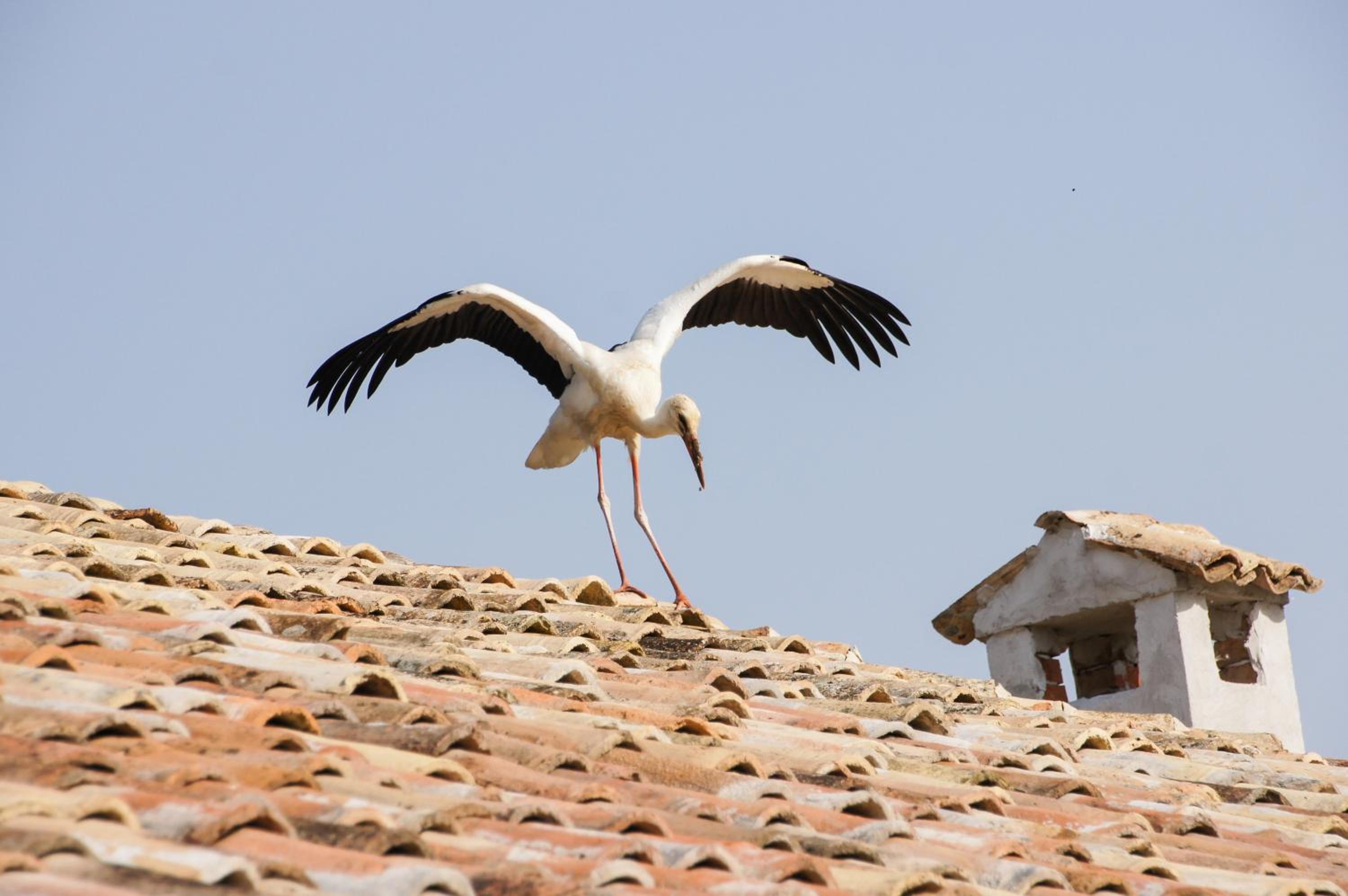Botev Houses