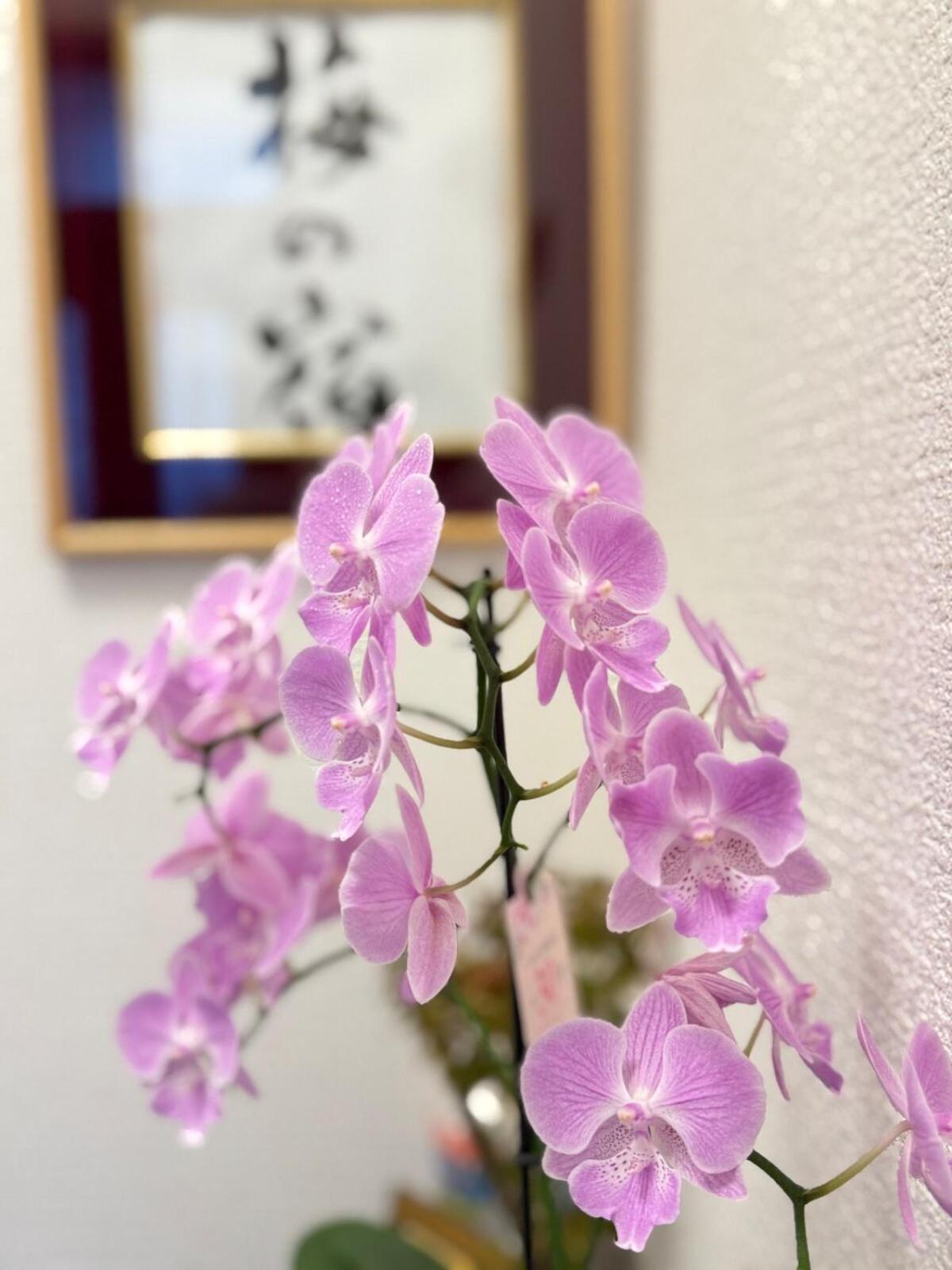 Ume-no-Yado Villa 梅の宿 - A house with a traditional Japanese garden