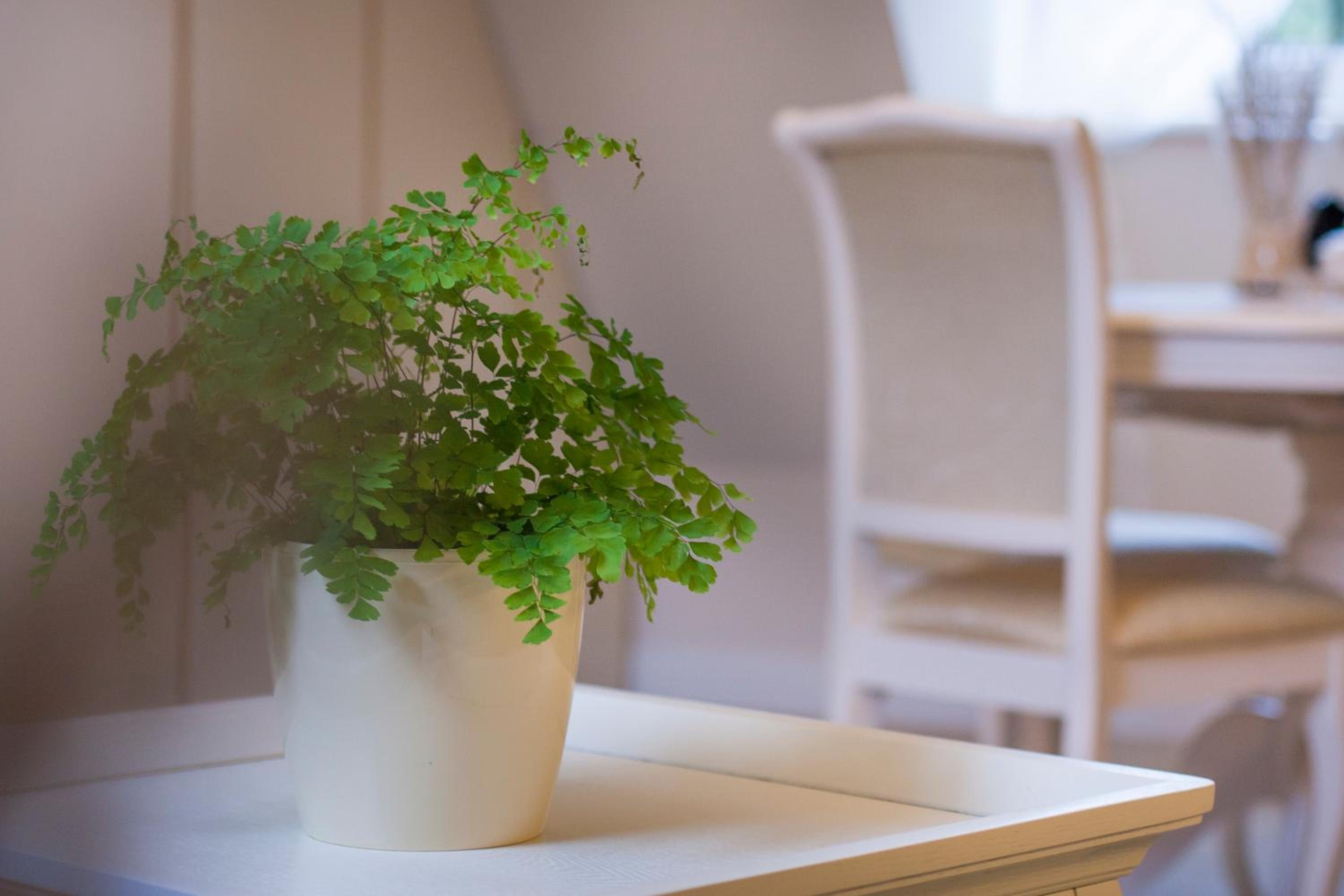 Apartments Satva