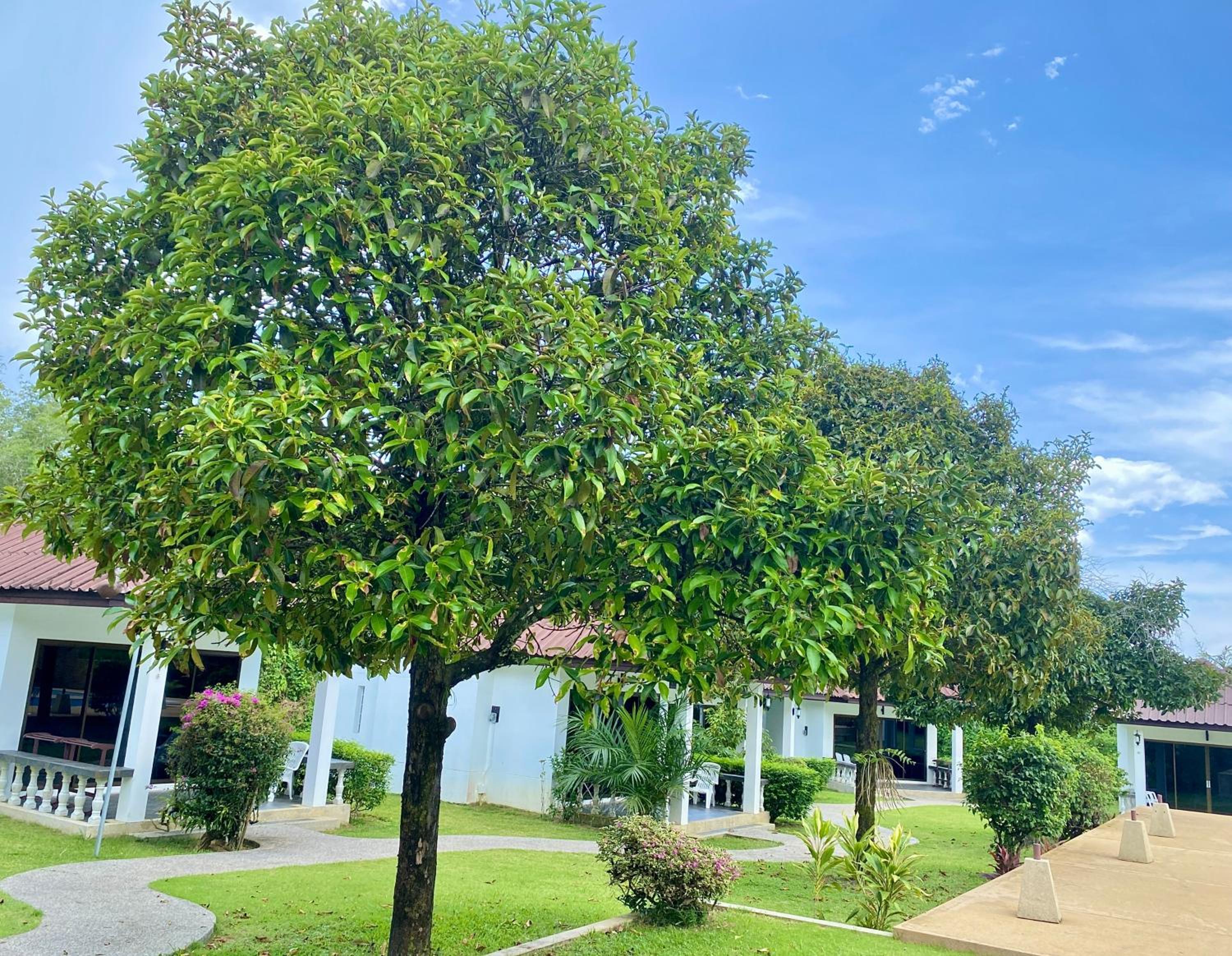 The1 Mangosteen Harmony Retreat - Khaolak - Eco Luxury Villa - Room Only -No Breakfast