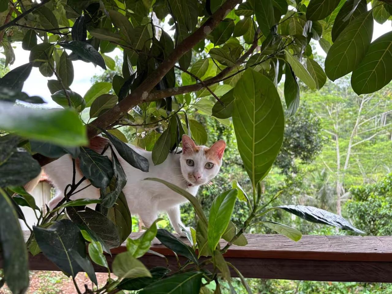 The Jungle Nook by Harmony Hill