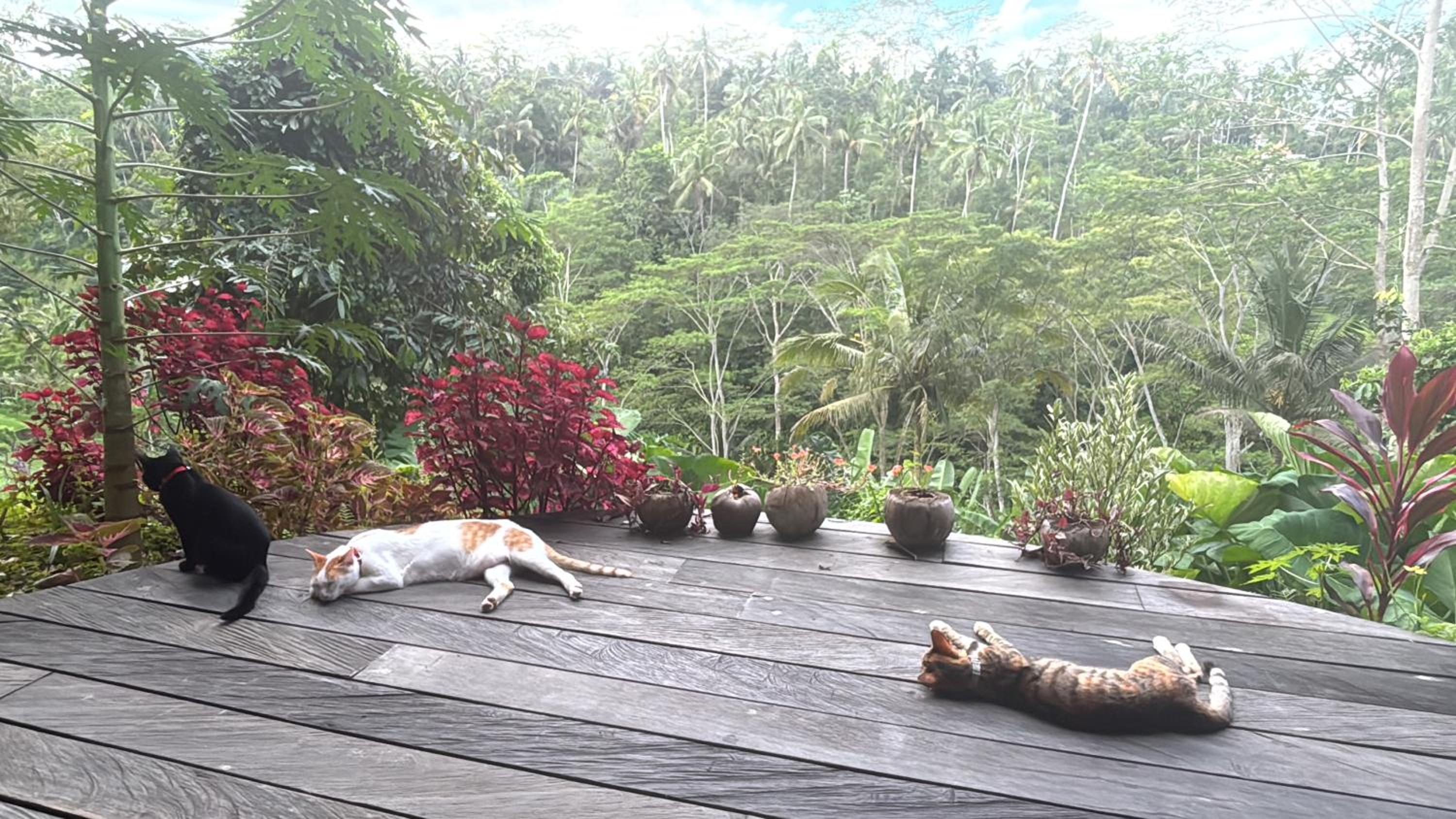 The Jungle Nook by Harmony Hill