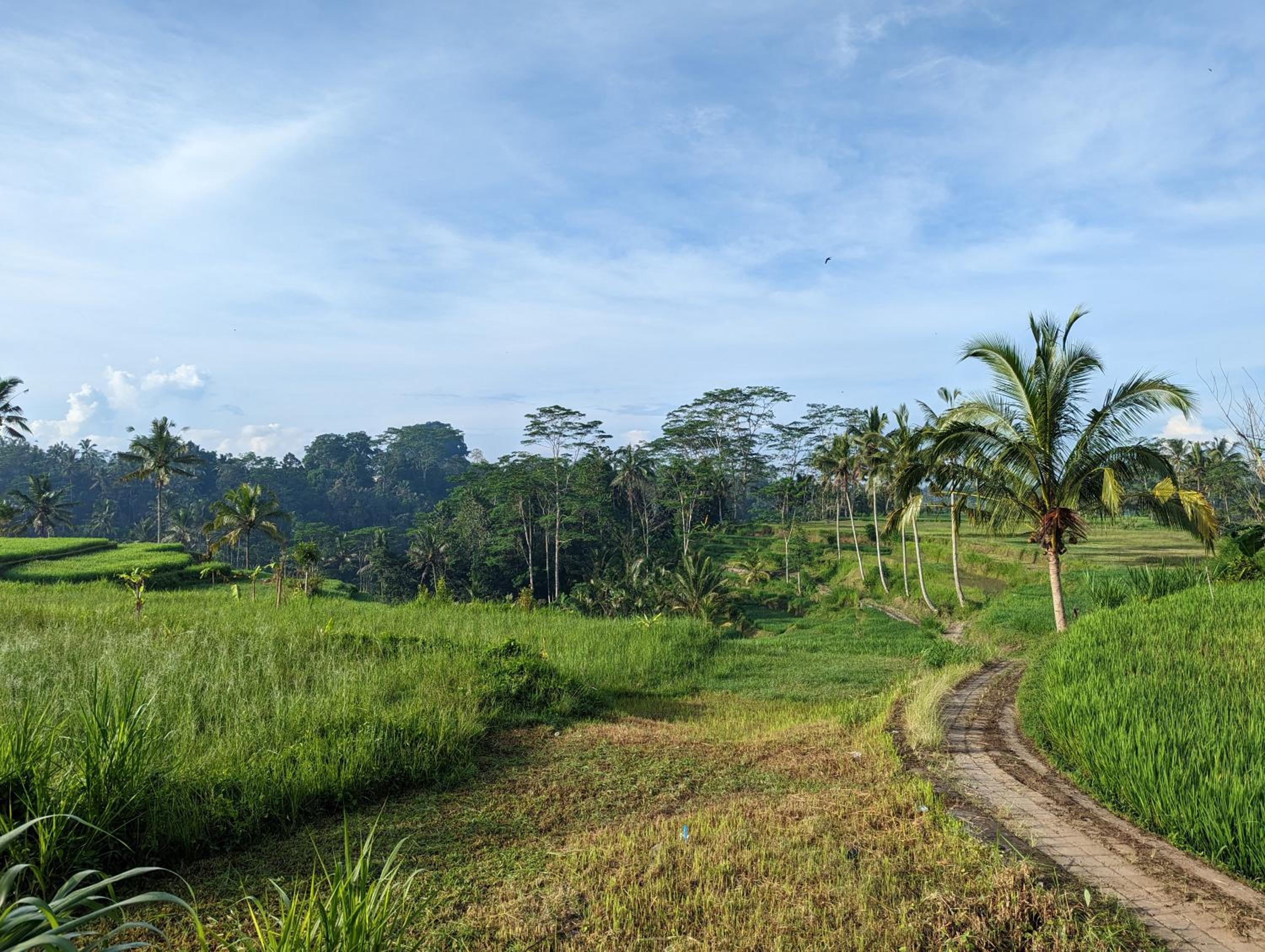 The Jungle Nook by Harmony Hill