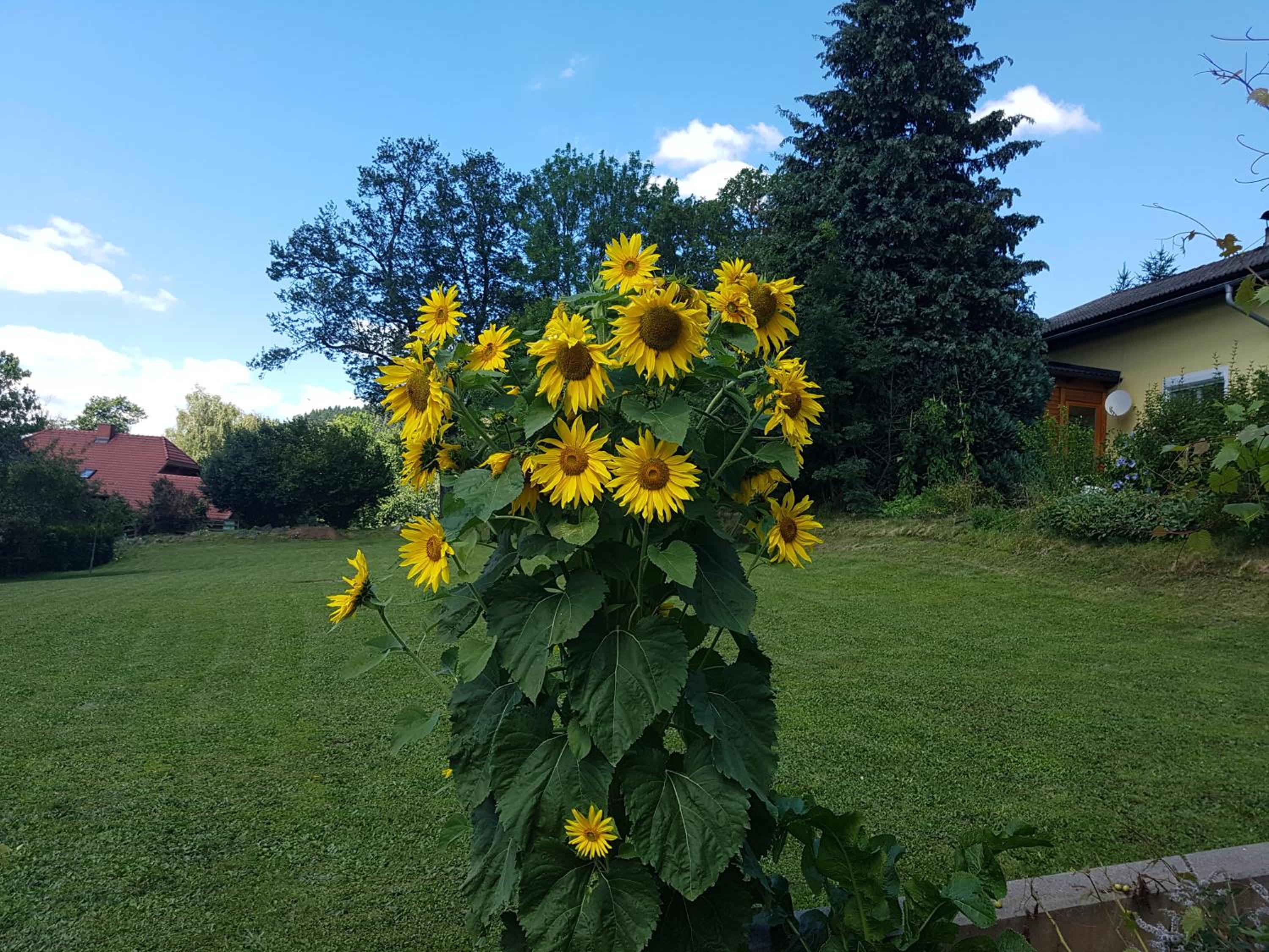Haus zur Sonne