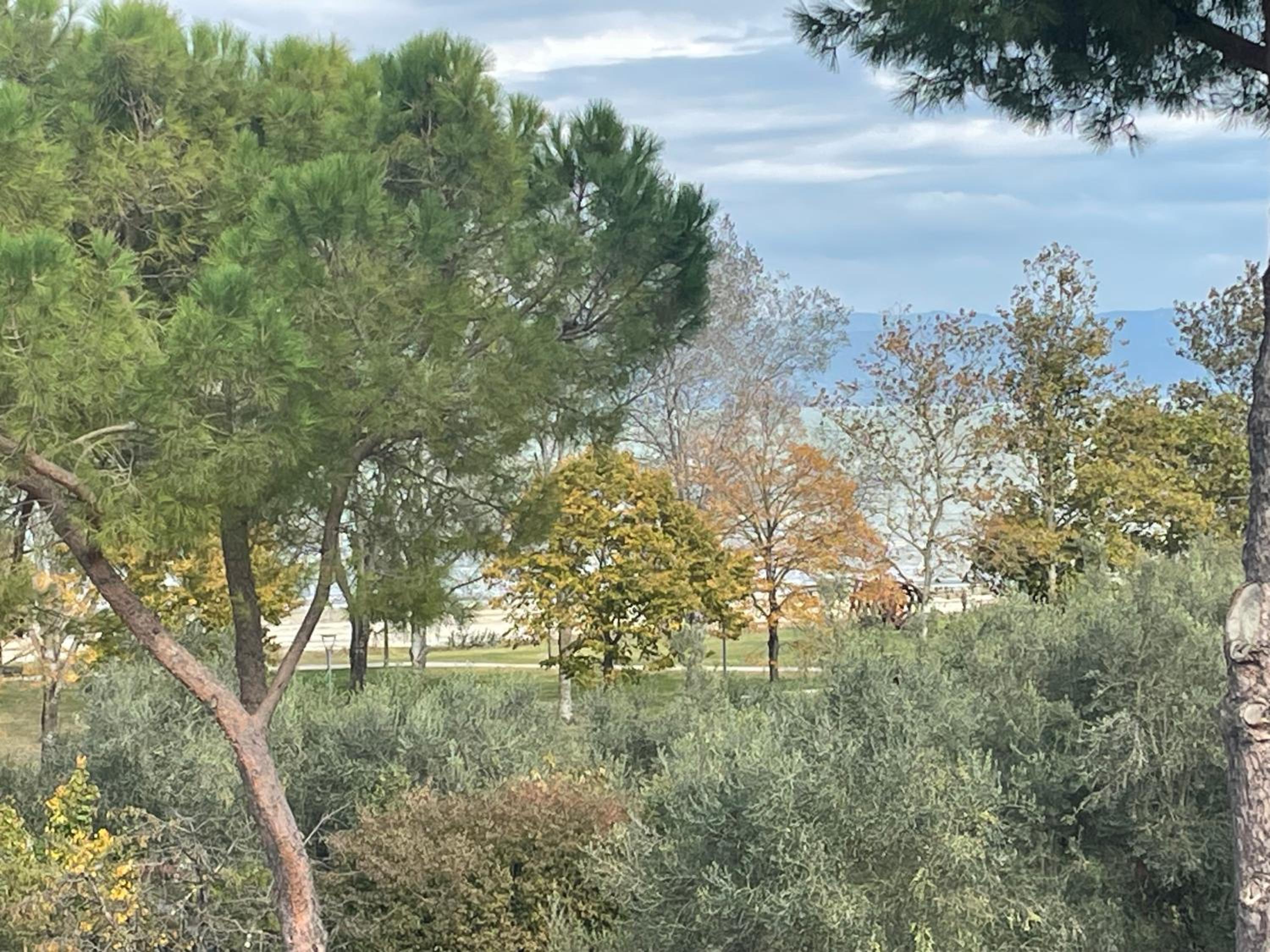 Le Margherite