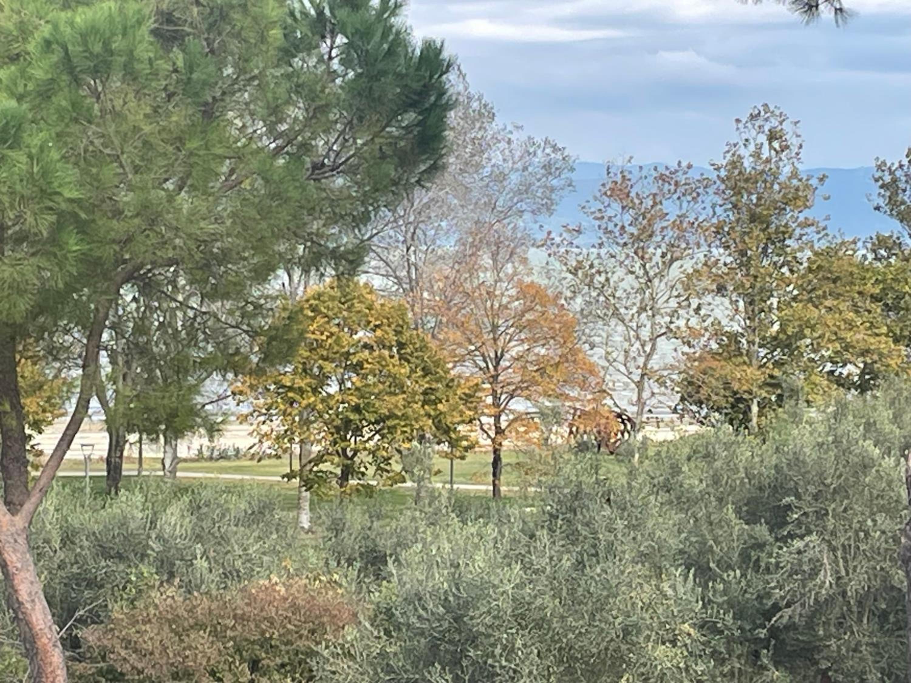 Le Margherite
