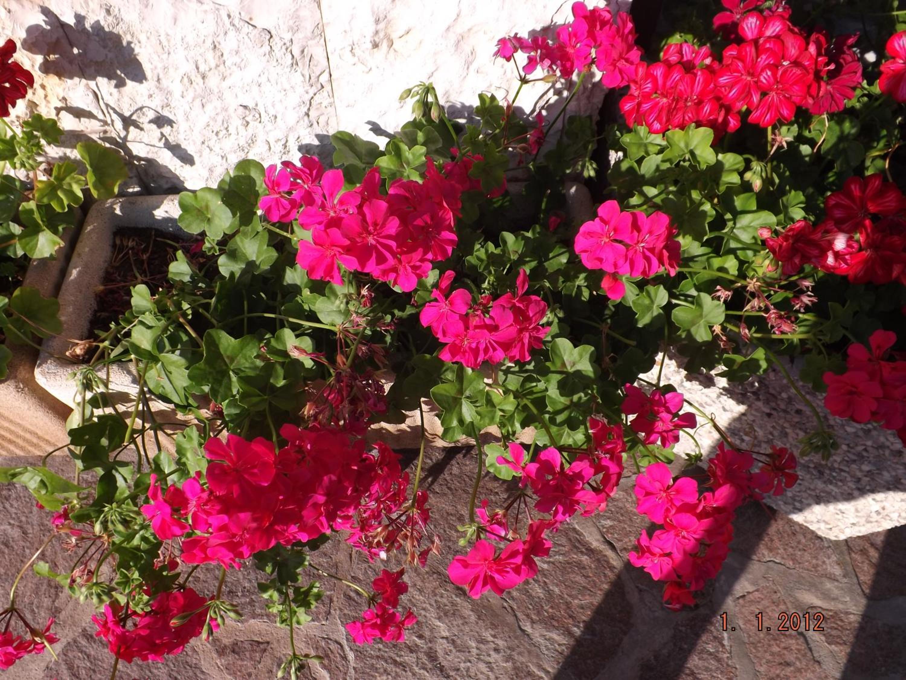 Photo 48