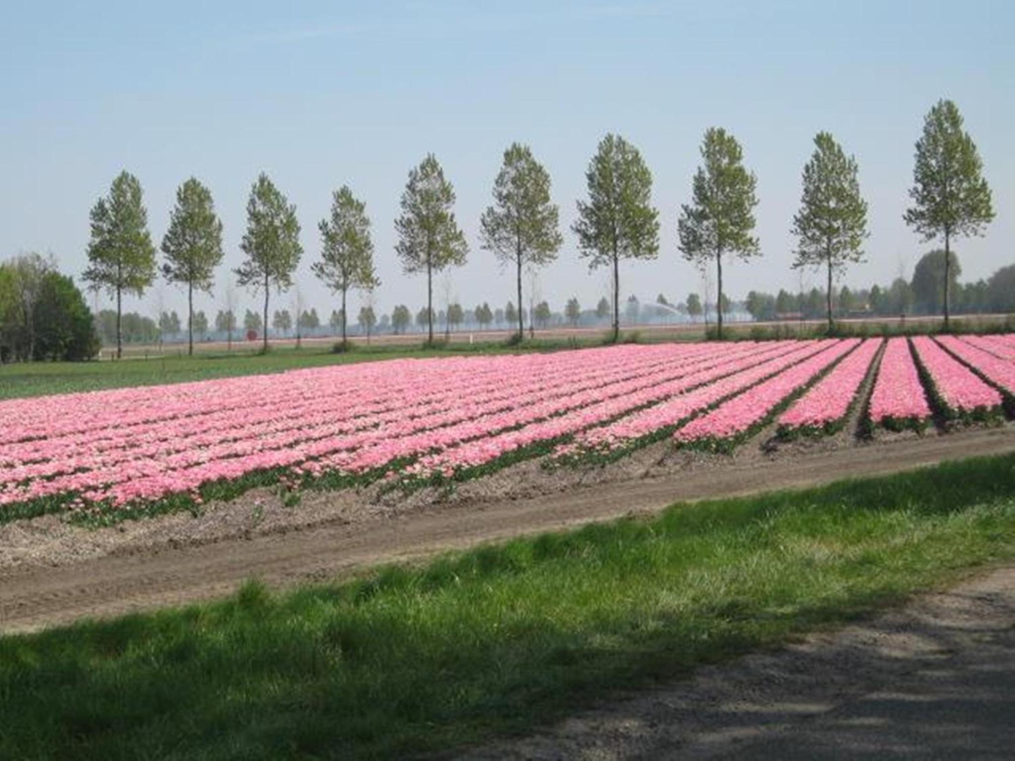Hajé Restaurant de Aalscholver en Lelystad