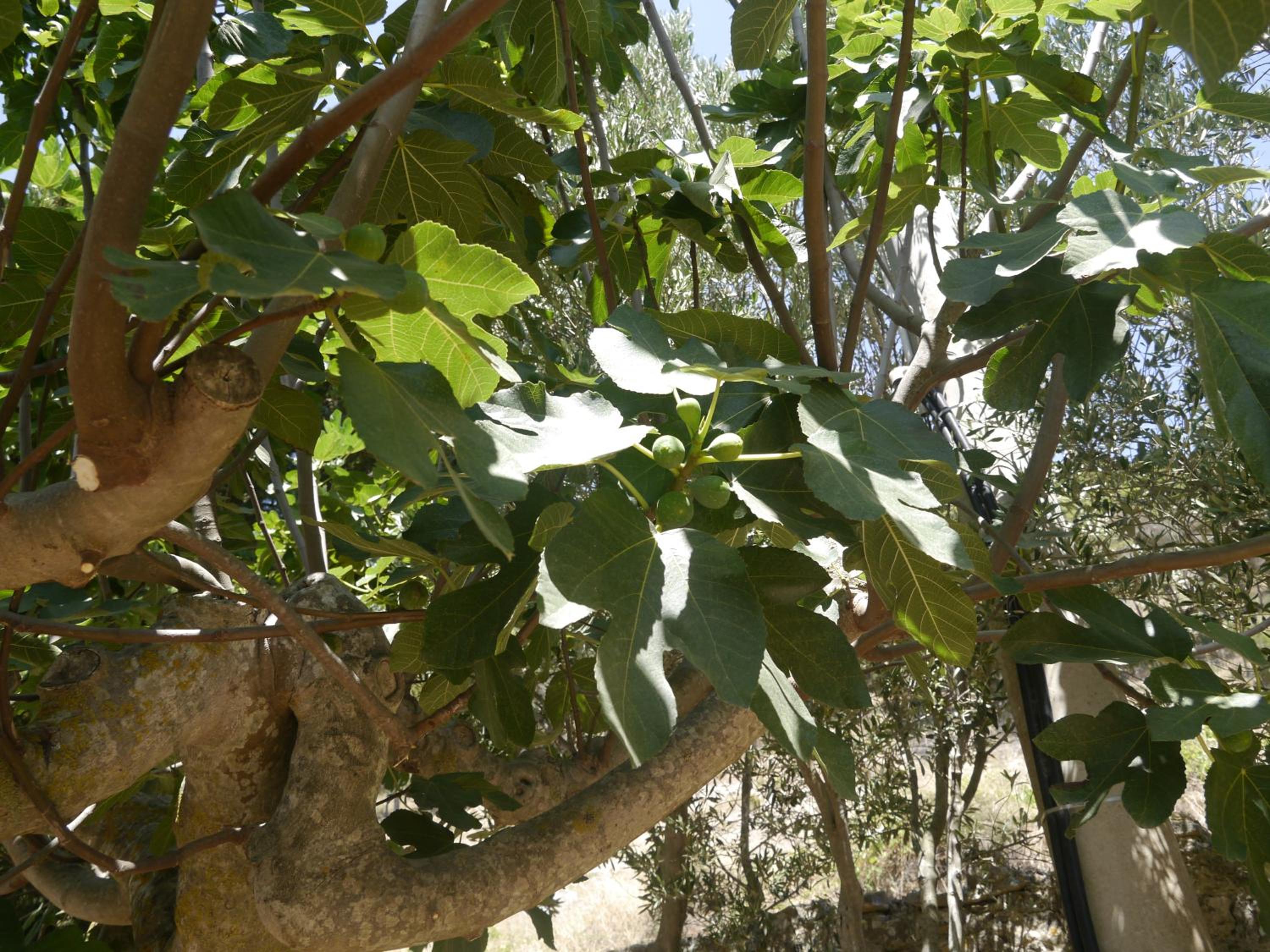 Photo 30