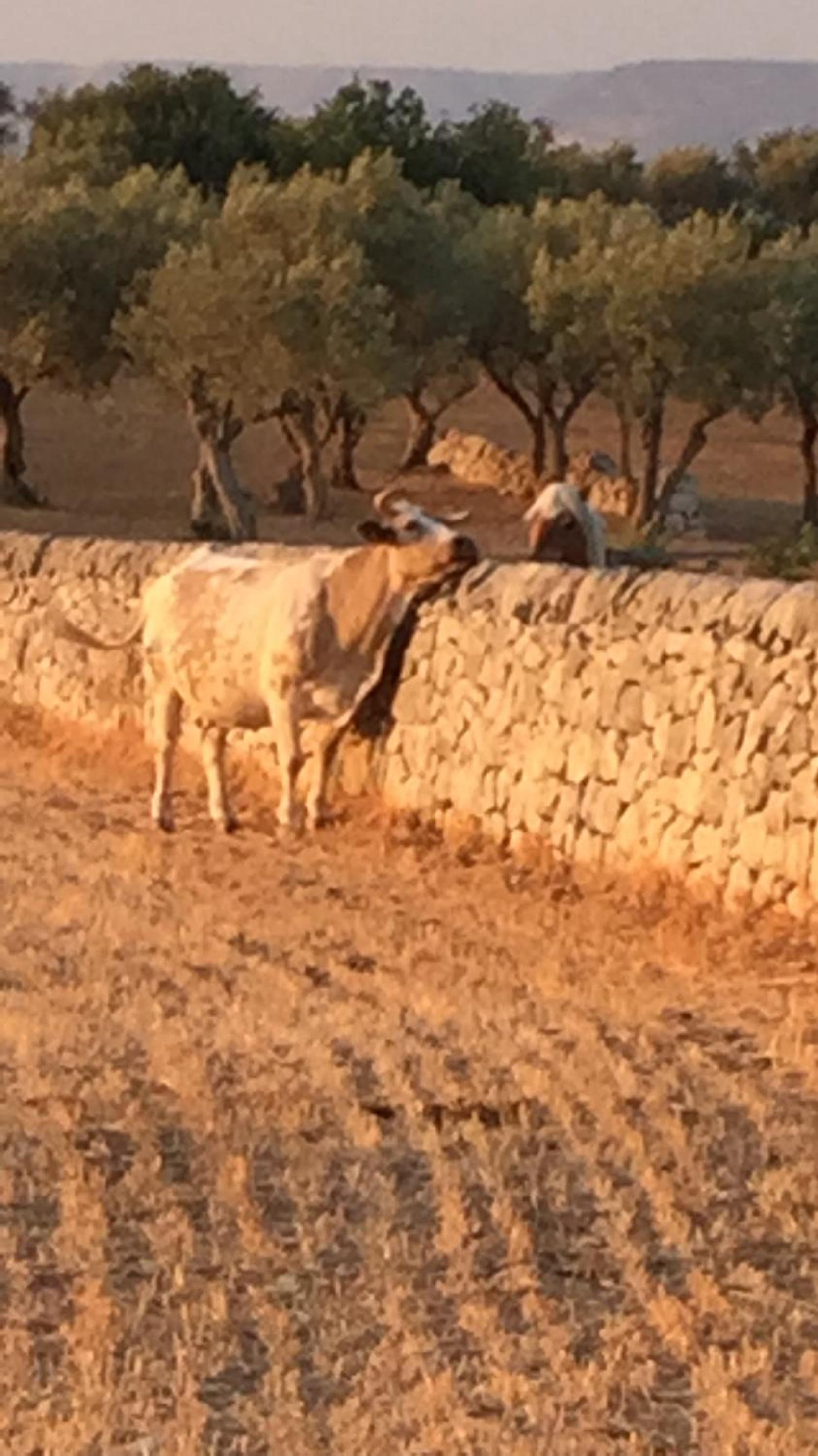 Agriturismo Il Melograno