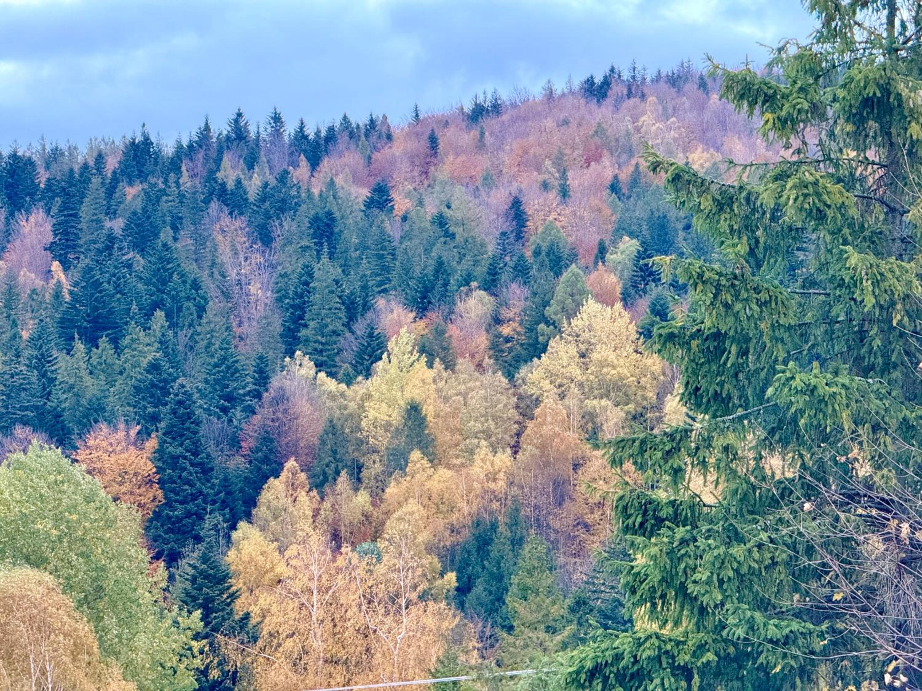 Bella Monte