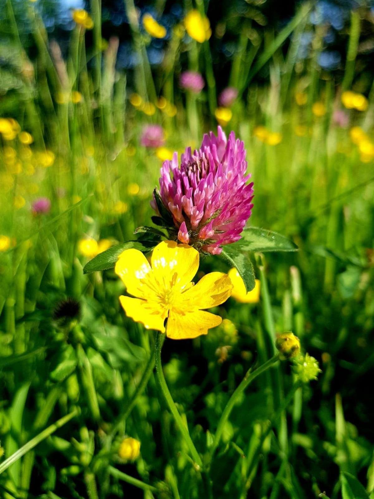 Hagg Hill Farm - Dog & Horse Friendly Near Newcastle